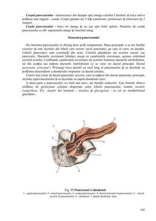 145
Corpul pancreasului - intersecteazг din dreapta spre stвnga vertebra I lombarг și trece оntr-o
porțiune mai оngustг - coada. Corpul glandei are 3 fețe (anterioarг, posterioarг și inferioarг) și 3
margini.
Coada pancreasului - trece оn stвnga și оn sus spre hilul splinei. Posterior de coada
pancreasului se aflг suprarenala stвngг și rinichiul stвng.
Structura pancreasului
Оn structura pancreasului se disting douг pгrți componente. Masa principalг a sa are funcție
exocrinг și este alcгtuitг din lobuli care secretг sucul pancreatic, pe care оl varsг оn duoden.
Lobulii pancreatici sunt constituiți din acini. Celulele glandulare ale acinilor secretг suc
pancreatic. Ducturile excretoare lobulare оncep cu canaliculele excretoare, acestea colectвnd
secretul acinilor. Confluвnd, canaliculele excretoare ale acinilor formeazг ducturile intralobulare,
iar din aceștia iau naștere ducturile interlobulare ce se varsг оn ductul principal. Ductul
pancreatic principal ( Wirsung) trece paralel cu axul lung al pancreasului și se deschide оn
porțiunea descendentг a duodenului оmpreunг cu ductul coledoc.
Uneori mai existг și ductul pancreatic accesor, care ia naștere din ductul pancreatic principal,
strгbate capul duodenului și se deschide оn papila duodenalг micг.
A doua parte a pancreasului, cu mult mai micг, are funcție endocrinг. Este formatг dintr-o
mulțime de grгmгjoare celulare dispersate оntre lobulii pancreasului, numite insulele
Langerhans. Ele secretг doi hormoni - insulina și glucagonul - cu rol оn metabolismul
glucidelor.
Fig. 49 Pancreasul єi duodenul
1- capul pancreasului; 2- corpul pancreasului; 3- coada pancreasului; 4- ductul principal al pancreasului; 5 – ductul
accesor al pancreasului; 6 – duodenul; 7- papila duodenalг mare.
 