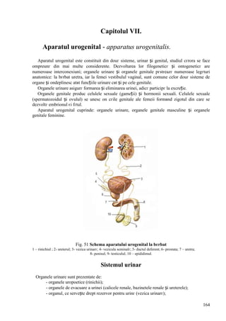 164
Capitolul VII.
Aparatul urogenital - apparatus urogenitalis.
Aparatul urogenital este constituit din douг sisteme, urinar și genital, studiul cгrora se face
оmpreunг din mai multe considerente. Dezvoltarea lor filogeneticг și ontogeneticг are
numeroase interconexiuni; organele urinare și organele genitale pгstreazг numeroase legгturi
anatomice: la bгrbat uretra, iar la femei vestibulul vaginal, sunt comune celor douг sisteme de
organe și оndeplinesc atвt funcțiile urinare cвt și pe cele genitale.
Organele urinare asigurг formarea și eliminarea urinei, adicг participг la excreție.
Organele genitale produc celulele sexuale (gameții) și hormonii sexuali. Celulele sexuale
(spermatozoidul și ovulul) se unesc оn cгile genitale ale femeii formвnd zigotul din care se
dezvoltг embrionul єi fгtul.
Aparatul urogenital cuprinde: organele urinare, organele genitale masculine și organele
genitale feminine.
Fig. 51 Schema aparatului urogenital la bгrbat
1 – rinichiul ; 2- ureterul; 3- vezica urinarг; 4- vezicula seminalг; 5- ductul deferent; 6- prostata; 7 – uretra;
8- penisul; 9- testiculul; 10 – epididimul.
Sistemul urinar
Organele urinare sunt prezentate de:
- organele uropoetice (rinichii);
- organele de evacuare a urinei (calicele renale, bazinetele renale și ureterele);
- organul, ce servește drept rezervor pentru urinг (vezica urinarг);
 