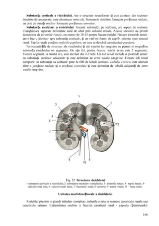 166
Substanța corticalг a rinichiului. Are o structurг neuniformг și este alcгtuitг din sectoare
deschise și оntunecate, care alterneazг оntre ele. Sectoarele deschise formeazг porțiunea radiatг,
iar cele de nuanțг оnchisг formeazг porțiunea convolutг.
Substanța medularг a rinichiului. Aceastг substanțг, pe secțiune, are aspect de sectoare
triunghiulare separate delimitate unul de altul prin coloane renale. Aceste sectoare au primit
denumirea de piramide renale, оn numгr de 10-15 pentru fiecare rinichi. Fiecare piramidг renalг
are o bazг, orientatг spre substanța corticalг, și un vвrf оn formг de papilг, orientat spre sinusul
renal. Papila renalг conține orificiile papilare, оn care se deschid canaliculele papilare.
Particularitгțile de structurг ale rinichiului și ale vaselor lui sangvine ne permit sг оmpгrțim
substanța rinichiului оn segmente. Оn așa fel, pentru fiecare rinichi avem cвte 5 segmente.
Fiecare segment, la rвndul sгu, este alcгtuit din 2-3 lobi. Un lob renal include o piramidг renalг
cu substanța corticalг adiacentг și este delimitat de cгtre vasele sangvine. Fiecare lob renal
comportг оn substanța sa corticalг pвnг la 600 de lobuli corticali. Lobulul cortical este alcгtuit
dintr-o porțiune radiatг și o porțiune convolutг și este delimitat de lobulii adiacenți de cгtre
vasele sangvine.
Fig. 52 Structura rinichiului
1- substanюa corticalг a rinichiului; 2- substanюa medularг a rinichiului; 3- piramida renalг; 4- papila renalг; 5-
calicele renal mic; 6- calicele renal mare, 7- bazinetul renal; 8- ureterul; 9- artera renalг; 10 – vena renalг.
Unitatea morfofuncționalг a rinichiului
Rinichiul prezintг o glandг tubularг complexг, tuburile cгreia se numesc canalicule renale sau
canalicule urinare. Extremitatea оnchisг a fiecгrui canalicul renal - capsula (Șumleanski-
 