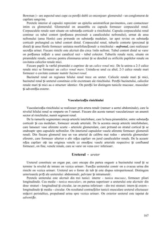 167
Bowman ) - are aspectul unei cupe cu pereții dubli ce оnconjoarг glomerulul - un conglomerat de
capilare sangvine.
Peretele interior al capsulei reprezintг un epiteliu unistratificat pavimentos, care contacteazг
intim cu glomerulul. Glomerulul оn ansamblu cu capsula formeazг corpusculul renal.
Corpusculele renale sunt situate оn substanța corticalг a rinichiului. Capsula corpusculului renal
continuг cu tubul contort (porțiunea proximalг a canaliculului nefronului), urmat de ansa
nefronului (ansa Henle) care pгtrunde оn substanța medularг, iar apoi revine оn substanța
corticalг prelungind cu tubul contort distal. Corpusculul renal, tuburile contorte (proximal și
distal) și ansa Henle formeazг unitatea morfofuncționalг a rinichiului - nefronul, care realizeazг
secreția urinei. Fiecare rinichi este alcгtuit din circa 1mln nefroni. Tubul contort distal se varsг
оn porțiunea inițialг a unui canalicul rect - tubul colector. Tuburile renale recte, situate оn
piramidele renale, servesc pentru eliminarea urinei și se deschid cu orificiile papilelor renale оn
cavitatea calicelor renale mici.
Fiecare papilг la vвrful piramidei e cuprinsг de un calice renal mic. De la unirea a 2-3 calice
renale mici se formeazг un calice renal mare. Unindu-se unul cu altul, 2-3 calice renale mari
formeazг o cavitate comunг numitг bazinet renal.
Bazinetul renal оn regiunea hilului renal trece оn ureter. Calicele renale mari și mici,
bazinetul renal și ureterul constituie cгile excretoare ale rinichiului. Pereții bazinetului, calicelor
renale mari și mici au o structurг identicг. Оn pereții lor distingem tunicile mucoasг, muscularг
și adventiția externг.
Vascularizația rinichiului
Vascularizația rinichiului se realizeazг prin artera renalг (ramurг a aortei abdominale), care la
nivelul hilului renal se оmparte оn 5 ramuri. Fiecare din aceste ramuri vascularizeazг un anumit
sector al rinichiului, numit segment renal.
De la ramurile segmentare оncep arterele interlobare, care la baza piramidelor, оntre substanța
corticalг și cea medularг, formeazг arcade arteriale. De la acestea оncep arterele interlobulare,
care lanseazг vase aferente scurte - arteriole glomerulare, care pгtrund оn stratul cortical și se
оndreaptг spre capsulele nefronilor. Оn interiorul capsulelor vasele aferente formeazг glomeruli
renali. Din fiecare glomerul iese un vas arterial de calibru mai redus - arteriola glomerularг
eferentг, care formeazг ulterior o altг rețea capilarг оn jurul canaliculelor renale. De la aceastг
rețea capilarг оși iau originea venele ce оnsoțesc vasele arteriale respective și confluвnd
formeazг, оn fine, venele renale, care se varsг оn vena cavг inferioarг.
Ureterul - ureter
Ureterul constituie un organ par, care оncepe din partea оngustг a bazinetului renal și se
terminг la nivelul de intrare оn vezica urinarг. Funcția ureterului constг оn a evacua urina din
rinichi оn vezica urinarг. Ureterul are o formг de tub și este dispus retroperitoneal. Distingem
urmгtoarele pгrți ale ureterului: abdominalг, pelvianг și intramuralг.
Peretele ureterului este alcгtuit din trei tunici: internг - tunica mucoasг, formeazг pliuri
longitudinale. Cea medie - tunica muscularг, оn partea superioarг a ureterului este alcгtuitг din
douг straturi - longitudinal și circular, iar оn partea inferioarг - din trei straturi: intern și extern -
longitudinale și mediu - circular. Оn rezultatul contracțiilor tunicii musculare ureterul efectueazг
mișcгri peristaltice, propulsвnd urina spre vezica urinarг. Оn exterior ureterul este tapetat de
adventiție.
 
