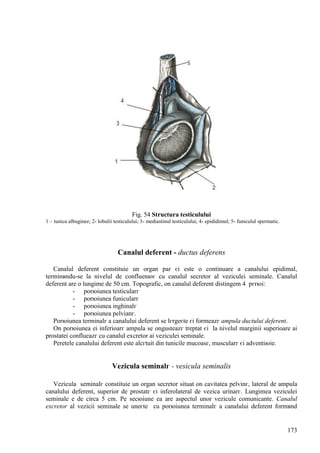 173
Fig. 54 Structura testiculului
1 – tunica albuginee; 2- lobulii testiculului; 3- mediastinul testiculului; 4- epididimul; 5- funiculul spermatic.
Canalul deferent - ductus deferens
Canalul deferent constituie un organ par єi este o continuare a canalului epidimal,
terminвndu-se la nivelul de confluenюг cu canalul secretor al veziculei seminale. Canalul
deferent are o lungime de 50 cm. Topografic, оn canalul deferent distingem 4 pгrюi:
- porюiunea testicularг
- porюiunea funicularг
- porюiunea inghinalг
- porюiunea pelvianг.
Porюiunea terminalг a canalului deferent se lгrgeєte єi formeazг ampula ductului deferent.
Оn porюiunea ei inferioarг ampula se оngusteazг treptat єi la nivelul marginii superioare ai
prostatei conflueazг cu canalul excretor ai veziculei seminale.
Peretele canalului deferent este alcгtuit din tunicile mucoasг, muscularг єi adventiюie.
Vezicula seminalг - vesicula seminalis
Vezicula seminalг constituie un organ secretor situat оn cavitatea pelvinг, lateral de ampula
canalului deferent, superior de prostatг єi inferolateral de vezica urinarг. Lungimea veziculei
seminale e de circa 5 cm. Pe secюiune ea are aspectul unor vezicule comunicante. Canalul
excretor al vezicii seminale se uneєte cu porюiunea terminalг a canalului deferent formвnd
 