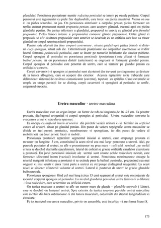 175
glandului. Porюiunea posterioarг numitг rгdгcina penisului se inserг pe oasele pubiene. Corpul
penisului este tegumentat cu piele finг deplasabilг, care trece оn pielea muntelui Venus оn sus
єi оn pielea scrotului, оn jos. Оn porюiunea anterioarг a corpului penian pielea formeazг un
repliu cutanat pronunюat numit prepuюiu penian, care acoperг glandul, trecвnd apoi оn pielea
glandului penian. Оn partea inferioarг a glandului, prepuюiul se uneєte cu glandul prin frenulul
prepuюial. Pielea foiюei interne a prepuюiului conюine glande prepuюiale. Оntre gland єi
prepuюiu se aflг cavitatea prepuюialг care anterior se deschide cu un orificiu care lasг sa treacг
glandul оn timpul retrotracюiunii prepuюiului.
Penisul este alcгtuit din douг corpuri cavernoase , situate paralel spre partea dorsalг єi dintr-
un corp spongios, situat sub ele. Extremitгюile posterioare ale corpurilor cavernoase se rгsfirг
lateral formвnd pedunculii penisului, care se inserг pe ramurile inferioare ale oaselor pubiene.
Corpul spongios al penisului оn porюiunea proximalг (posterioarг) este dilatat єi formeazг
bulbul penian, iar оn porюiunea distalг (anterioarг) se оngroaєг єi formeazг glandul penian.
Corpul spongios al penisului este penetrat de uretrг, care se terminг pe glandul penian cu
orificiul sгu extern.
Corpii cavernoєi єi spongios ai penisului sunt alcгtuiюi din traveuri cartilaginoase ce deviazг
de la tunica albuginee, care оi acoperг din exterior. Acestea reprezintг niєte trabecule care
delimiteazг sistemul de cavitгюi comunicante (caverne), tapetate cu epiteliu. Cвnd cavernele se
umplu cu sвnge pereюii lor se disting, corpii cavernoєi єi spongioєi ai penisului se umflг,
asigurвnd erecюia.
Uretra masculinг - uretra masculina
Uretra masculinг este un organ impar оn formг de tub cu lungimea de 16 -22 cm. Ea penetrг
prostata, diafragmul urogenital єi corpul spongios al penisului. Uretra masculinг serveєte la
evacuarea urinei єi ejacularea spermei.
Ea оncepe cu orificiul intern al uretrei din peretele vezicii urinare єi se terminг cu orificiul
extern al uretrei, situat pe glandul penian. Din punct de vedere topografic uretra masculinг se
divide оn trei pгrюi: prostaticг, membranoasг єi spongioasг, iar din punct de vedere al
mobilitгюii оn douг pгrюi: fixatг єi mobilг.
Porюiunea prostaticг reprezintг segmentul iniюial al uretrei, care strгpunge prostata єi
mгsoarг оn lungime 3 cm, constituind la acest nivel cea mai largг porюiune a uretrei. Aici, pe
peretele posterior al uretrei, se aflг o proeminenюг nu prea mare – coliculul seminal , pe vвrful
cгruia se deschid ducturile ejaculatoare, lateral de colicul se gгsesc orificiile canalelor excretoare
a prostatei. Оn jurul porюiunii iniюiale ale uretrei sunt situate celule musculare netede, care
formeazг sfincterul intern (vezical) involuntar al uretrei. Porюiunea membranoasг оncepe la
nivelul marginii inferioare a prostatei єi se extinde pвnг la bulbul penisului, prezentвnd cea mai
оngustг єi mai scurtг ( circa 1cm) parte a uretrei ce strгpunge diafragmul urogenital. La acest
nivel se situeazг sfincterul voluntar al uretrei. Lateral єi posterior de uretrг se gгsesc glandele
bulbouretrale.
Porюiunea spongioasг fiind cel mai lung (circa 15 cm) segment al uretrei este оnconjuratг de
юesutul corpului spongios al penisului. La nivelul glandului penisului uretra formeazг o dilatare
– fosa navicularг, care se terminг cu orificiul extern.
Оn tunica mucoasг a uretrei se aflг un numгr mare de glande – glandele uretrale ( Littre),
care se deschid оn lumenul uretrei. Spre exterior de tunica mucoasг peretele uretrei masculine
este alcгtuit din baza submucoasг єi din tunica muscularг, constituitг din straturi longitudinale єi
circulare.
Pe tot traiectul sгu uretra masculinг, privitг оn ansamblu, este incurbatг єi are forma literei S.
 