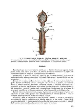 176
Fig. 54 Secюiune frontalг prin vezica urinarг єi prin uretrг la bгrbaюi
1 – vezica urinarг; 2- ureterul; 3- prostata; 4- glanda bulbouretralг; 5- rгdгcina penisului; 6- corpul cavernos al
penisului; 7- corpul spongios al penisului; 8- uretra; 9- glandul penisului; 10 – orificiul extern al uretrei.
Fiziologie
Penisul participг la micюiune datoritг uretrei care оl strгbate. Micюiunea se poate executa
numai atunci cвnd penisul este flasc. Оn erecюie, porюiunea membranoasг a uretrei este
comprimatг de muєchii perineului, iar micюiunea devine imposibilг.
Erecюia duce la alungirea, оngroєarea, оntгrirea (cu excepюia glandului), deformarea єi
ridicarea penisului оnaintea abdomenului. Оn erecюie faюa dorsalг a penisului descrie o uєoarг
concavitate.
Erecюia este оn primul rвnd un fenomen vascular dependent de erotizare, deci condiюionat
psihic. Datoritг impulsurilor nervoase venite prin nervii cavernoєi se produce vasodilataюia
bruscг a arterelor helicine, destinderea cavernelor centrale єi tensiunea trabeculelor єi a
albugineei. Se produce concomitent o stazг venoasг datoritг comprimгrii cavernelor periferice
(de la care pleacг venele) de cгtre cavernele centrale destinse. Staza venoasг este favorizatг єi de
contracюia muєchilor perineului care оngreuneazг refluxul sвngelui de la nivelul penisului.
Datoritг mecanismelor menюionate, sвngele stagneazг оn cavernele corpului cavernos, care
devine dur єi rigid. Corpul spongios are o participare redusг la оntгrirea penisului , dar el se
alungeєte pentru a putea urma modificгrile corpului cavernos.
Ejacularea constг оn eliminarea sacadatг єi ritmicг a spermei ca urmare a contracюiilor
spasmodice ale ductelor epididimare єi a ductelor deferente; se mai produc contracюii ale
muєchilor perineului єi ale muєchiului sfincter al uretrei care comprimг prostata єi glandele
bulbouretrale, determinвnd expulzarea secreюiilor acestor formaюiuni.
 