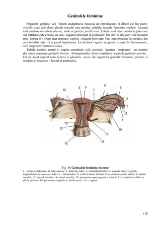 178
Genitalele feminine
Organele genitale ale femeii оndeplinesc funcюia de reproducere, єi dintre ele fac parte:
ovarele, sunt cele douг glande sexuale care produc celulele sexuale feminine ovulele. Acestea
sunt conduse оn tubele uterine, unde se petrece fertilizarea .Tubele sunt douг conducte prin care
oul fertilizat este condus оn uter, organul principal al gestaюiei. Оn uter se dezvoltг oul fecundat
pвnг devine fгt. Dupг uter urmeazг vagina , organul prin care fгtul este expulzat la naєtere, dar
care totodatг este єi organul copulaюiei. La intrarea vaginei se gгsesc o serie de formaюiuni ,
care оmpreunг formeazг vulva .
Tubele uterine, uterul єi vagina constituie cгile genitale. Acestea оmpreunг cu ovarele
alcгtuiesc organele genitale interne . Formaюiunile vulvei constituie organele genitale externe .
Tot оn acest capitol vom descrie єi glandele anexe ale organelor genitale feminine, precum єi
complexul musculo - fascial al perineului.
Fig. 56 Genitalele feminine interne
1 – orificiul abdominal al tubei uterine; 2- fimbriile tubei; 3- infundibulul tubei; 4- ampula tubei; 5- plicile
longitudinale ale mucoasei tubei; 6 – istmul tubei; 7- orificiul uterin al tubei; 8- cavitatea corpului uterin; 9- fundul
uterului; 10 –corpul uterului; 11- istmul uterului; 12- porюiunea supravaginalг a colului; 13 – cavitatea colului cu
plicile palmate; 14- porюiunea vaginalг a colului uterin.; 15 – vaginul.
 