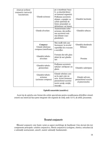 18
situat pe un țesut
conjunctiv inervat și
vascularizat).
Glande acinoase
Glande alveolare
Compuse:
Glande tubuloase
compuse (ramificate)
Glandele tubulo-
alveolare
Glandele tubulo-
glomerulare
Glandele tubulo-
acinoase
(acinoase compuse)
pe o membranг baza-
lг; se deschid direct
оn lumenul organului.
Porțiunea secretorie
dilatatг, cгptușitг cu
celule epiteliale de
formг piramidalг ce
delimiteazг un lumen.
Asemгnгtoare celor
acinoase, dar porțiu-
nea secretorie este
mai dilatatг (saci
glandulari).
Mai mulți tubi care
fuzioneazг la nivelul
suprafeței de evacuare
a secreției.
Formate din tubi glan-
dulari și saci glandu-
lari
Porțiunea secretorie
tubularг оnfгșuratг оn
ghem.
Glande tubulare care
au la capгt cвte un
acin. Acinii formeazг
parenchimul secretor
(acini seroși, micști,
mucoși).
Glandele lacrimale.
Glandele sebacee
Glandele duodenale
Brǜnner.
Prostata
Glandele sudoripare
Glande salivare,
parenchimul exocrin
al pancreasului.
Epitelii senzoriale (senzitive)
Acest tip de epiteliu este format din celule specializate pentru recepționarea diferiților stimuli
externi sau interni și face parte integrantг din organele de simț, unde vor fi, de altfel, prezentate.
Țesutul conjunctiv
Юesutul conjunctiv este foarte variat ca aspect morfologic și funcțional. Este alcгtuit din trei
componente principale: celulele conjunctive, fibrele conjunctive (colagene, elastice, reticulare) și
o substanțг nestructuratг, amorfг, numitг substanțг fundamentalг.
 
