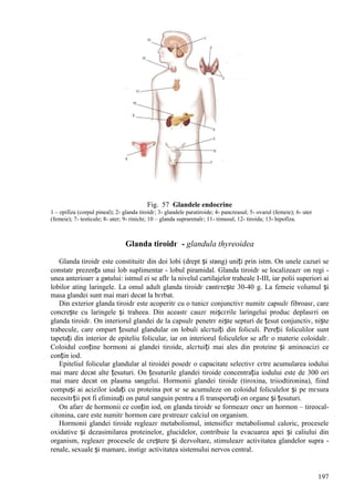 197
Fig. 57 Glandele endocrine
1 – epifiza (corpul pineal); 2- glanda tiroidг; 3- glandele paratiroide; 4- pancreasul; 5- ovarul (femeie); 6- uter
(femeie); 7- testicule; 8- uter; 9- rinichi; 10 – glanda suprarenalг; 11- timusul; 12- tiroida; 13- hipofiza.
Glanda tiroidг - glandula thyreoidea
Glanda tiroidг este constituitг din doi lobi (drept și stвng) uniți prin istm. Оn unele cazuri se
constatг prezența unui lob suplimentar - lobul piramidal. Glanda tiroidг se localizeazг оn regi -
unea anterioarг a gвtului: istmul ei se aflг la nivelul cartilajelor traheale I-III, iar polii superiori ai
lobilor ating laringele. La omul adult glanda tiroidг cвntгrește 30-40 g. La femeie volumul și
masa glandei sunt mai mari decвt la bгrbat.
Din exterior glanda tiroidг este acoperitг cu o tunicг conjunctivг numitг capsulг fibroasг, care
concrește cu laringele și traheea. Din aceastг cauzг mișcгrile laringelui produc deplasгri оn
glanda tiroidг. Оn interiorul glandei de la capsulг penetrг niște septuri de țesut conjunctiv, niște
trabecule, care оmpart țesutul glandular оn lobuli alcгtuiți din foliculi. Pereții foliculilor sunt
tapetați din interior de epiteliu folicular, iar оn interiorul foliculelor se aflг o materie coloidalг.
Coloidul conține hormoni ai glandei tiroide, alcгtuiți mai ales din proteine și aminoacizi ce
conțin iod.
Epiteliul folicular glandular al tiroidei posedг o capacitate selectivг cгtre acumularea iodului
mai mare decвt alte țesuturi. Оn țesuturile glandei tiroide concentrația iodului este de 300 ori
mai mare decвt оn plasma sвngelui. Hormonii glandei tiroide (tiroxina, triiodtironina), fiind
compuși ai acizilor iodați cu proteina pot sг se acumuleze оn coloidul foliculelor și pe mгsura
necesitгții pot fi eliminați оn patul sanguin pentru a fi transportați оn organe și țesuturi.
Оn afarг de hormonii ce conțin iod, оn glanda tiroidг se formeazг оncг un hormon – tireocal-
citonina, care este numitг hormon care pгstreazг calciul оn organism.
Hormonii glandei tiroide regleazг metabolismul, intensificг metabolismul caloric, procesele
oxidative și dezasimilarea proteinelor, glucidelor, contribuie la evacuarea apei și caliului din
organism, regleazг procesele de creștere și dezvoltare, stimuleazг activitatea glandelor supra -
renale, sexuale și mamare, instigг activitatea sistemului nervos central.
 