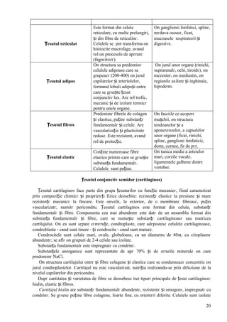 20
Țesutul reticulat
Este format din celule
reticulare, cu multe prelungiri,
și din fibre de reticulinг.
Celulele se pot transforma оn
histiocite macrofage, avвnd
rol оn procesele de apгrare
(fagocitozг).
Оn ganglionii limfatici, splinг,
mгduva osoasг, ficat,
mucoasele respiratorii și
digestive.
Țesutul adipos
Оn structura sa predominг
celulele adipoase care se
grupeazг (200-400) оn jurul
capilarelor și arteriolelor,
formвnd lobuli adipoși оntre
care se gгsește țesut
conjunctiv lax. Are rol trofic,
mecanic și de izolare termicг
pentru unele organe.
Оn jurul unor organe (rinichi,
suprarenalг, ochi, tiroidг), оn
mezenter, оn mediastin, оn
regiunile axilare și inghinale,
hipoderm.
Țesutul fibros
Predominг fibrele de colagen
și elastice, puținг substanțг
fundamentalг și celule. Are
vascularizație și plasticitate
reduse. Este rezistent, avвnd
rol de protecție.
Оn fasciile ce acoperг
mușchii, оn structura
tendoanelor și a
aponevrozelor, a capsulelor
unor organe (ficat, rinichi,
splinг, ganglioni limfatici),
derm, cornee, fir de pгr.
Țesutul elastic
Conține numeroase fibre
elastice printre care se gгsește
substanța fundamentalг.
Celulele sunt puține.
Оn tunica medie a arterelor
mari, corzile vocale,
ligamentele galbene dintre
vertebre.
Țesutul conjunctiv semidur (cartilaginos)
Țesutul cartilaginos face parte din grupa țesuturilor cu funcție mecanicг, fiind caracterizat
prin compoziție chimicг și proprietгți fizice deosebite: rezistențг elasticг la presiune și mare
rezistențг mecanicг la frecare. Este оnvelit, la exterior, de o membranг fibroasг, puțin
vascularizatг, numitг pericondru. Țesutul cartilaginos este format din celule, substanțг
fundamentalг și fibre. Componenta cea mai abundentг este datг de un ansamblu format din
substanța fundamentalг și fibre, care se numește substanțг cartilaginoasг sau matricea
cartilajului. Оn ea sunt sгpate cгmгruțe, condroplaste, care adгpostesc celulele cartilaginoase,
condroblaste - cвnd sunt tinere - și condrocite - cвnd sunt mature.
Condrocitele sunt celule mari, ovale, globuloase, cu un diametru de 40м, cu citoplasmг
abundentг; se aflг оn grupuri de 2-4 celule sau izolate.
Substanța fundamentalг este impregnatг cu condrinг.
Substanțele anorganice sunt reprezentate de apг 70% și de sгrurile minerale оn care
predominг NaCl.
Оn structura cartilajului оntrг și fibre colagene și elastice care se condenseazг concentric оn
jurul condroplastelor. Cartilajul nu este vascularizat, nutriția realizвndu-se prin difuziune de la
nivelul capilarelor din pericondru.
Dupг cantitatea și varietatea de fibre se deosebesc trei tipuri principale de țesut cartilaginos:
hialin, elastic și fibros.
Cartilajul hialin are substanțг fundamentalг abundentг, rezistentг și omogenг, impregnatг cu
condrinг. Se gгsesc puține fibre colagene, foarte fine, cu orientгri diferite. Celulele sunt izolate
 