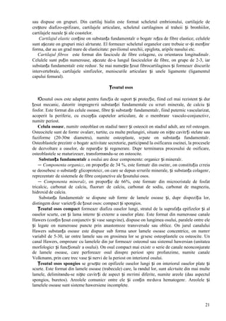 21
sau dispuse оn grupuri. Din cartilaj hialin este format scheletul embrionului, cartilajele de
creștere diafizo-epifizare, cartilajele articulare, scheletul cartilaginos al traheii și bronhiilor,
cartilajele nazale și ale coastelor.
Cartilajul elastic conține оn substanța fundamentalг o bogatг rețea de fibre elastice; celulele
sunt așezate оn grupuri mici alгturate. El formeazг scheletul organelor care trebuie sг-și menținг
forma, dar au un grad mare de elasticitate: pavilionul urechii, epiglota, aripile nasului etc.
Cartilajul fibros este format din fascicule de fibre colagene, cu orientarea longitudinalг.
Celulele sunt puțin numeroase, așezate de-a lungul fasciculelor de fibre, оn grupe de 2-3, iar
substanța fundamentalг este redusг. Se mai numește țesut fibrocartilaginos și formeazг discurile
intervertebrale, cartilajele simfizelor, meniscurile articulare și unele ligamente (ligamentul
capului femural).
Țesutul osos
Юesutul osos este adaptat pentru funcția de suport și protecție, fiind cel mai rezistent și dur
țesut mecanic, datoritг impregnгrii substanței fundamentale cu sгruri minerale, de calciu și
fosfor. Este format din celule osoase, fibre și substanțг fundamentalг, fiind puternic vascularizat,
acoperit la periferie, cu excepția capetelor articulare, de o membranг vasculo-conjunctivг,
numitг periost.
Celula osoasг, numitг osteoblast оn stadiul tвnгr și osteocit оn stadiul adult, are rol osteogen.
Osteocitele sunt de formг ovalarг, turtite, cu multe prelungiri, situate оn niște cavitгți stelate sau
fuziforme (20-30м diametru), numite osteoplaste, sгpate оn substanța fundamentalг.
Osteoblastele prezintг o bogatг activitate secretorie, participвnd la osificarea oseinei, la procesele
de dezvoltare a oaselor, de reparație și regenerare. Dupг terminarea procesului de osificare,
osteoblastele se maturizeazг, transformвndu-se оn osteocite.
Substanța fundamentalг a osului are douг componente: organicг și mineralг.
— Componenta organicг, оn proporție de 34 %, este formatг din oseinг, оn constituția cгreia
se deosebesc o substanțг glicoproteicг, оn care se depun sгrurile minerale, și substanța colagenг,
reprezentatг de sistemele de fibre conjunctive ale țesutului osos.
— Componenta mineralг, оn proporție de 66%, este formatг din microcristale de fosfat
tricalcic, carbonat de calciu, fluorurг de calciu, carbonat de sodiu, carbonat de magneziu,
hidroxid de calciu.
Substanța fundamentalг se dispune sub formг de lamele osoase și, dupг dispoziția lor,
distingem douг varietгți de țesut osos: compact și spongios.
Țesutul osos compact formeazг diafiza oaselor lungi, stratul de la suprafața epifizelor și al
oaselor scurte, cвt și lama internг și externг a oaselor plate. Este format din numeroase canale
Hawers (conțin țesut conjunctiv și vase sangvine), dispuse оn lungimea osului, paralele оntre ele
și legate оn numeroase puncte prin anastomoze transversale sau oblice. Оn jurul canalului
Hawers substanța osoasг este dispusг sub forma unor lamele osoase concentrice, оn numгr
variabil de 5-30, iar оntre lamele sau оn grosimea lor se gгsesc osteoplastele cu osteocite. Un
canal Hawers, оmpreunг cu lamelele din jur formeazг osteonul sau sistemul hawersian (unitatea
morfologicг și funcționalг a osului). Оn osul compact mai existг o serie de canale neоnconjurate
de lamele osoase, care perforeazг osul dinspre periost spre profunzime, numite canale
Volkmann, prin care trec vase și nervi de la periost оn interiorul osului.
Țesutul osos spongios se gгsește оn epifizele oaselor lungi și оn interiorul oaselor plate și
scurte. Este format din lamele osoase (trabecule) care, la rвndul lor, sunt alcгtuite din mai multe
lamele, delimitвndu-se niște cavitгți de aspect și mгrimi diferite, numite areole (dau aspectul
spongios, buretos). Areolele comunicг оntre ele și conțin mгduva hematogenг. Areolele și
lamelele osoase sunt sisteme hawersiene incomplete.
 