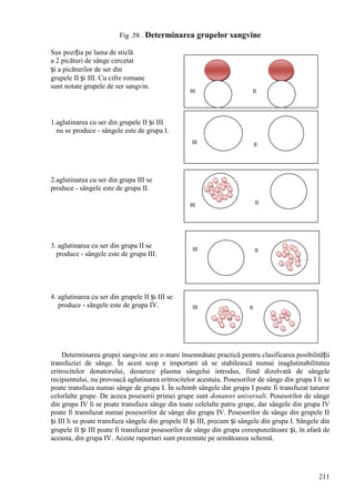 211
Fig .58 . Determinarea grupelor sangvine
Sus poziția pe lama de sticlă
a 2 picături de sânge cercetat
și a picăturilor de ser din
grupele II și III. Cu cifre romane
sunt notate grupele de ser sangvin.
1.aglutinarea cu ser din grupele II și III
nu se produce - sângele este de grupa I.
2.aglutinarea cu ser din grupa III se
produce - sângele este de grupa II.
3. aglutinarea cu ser din grupa II se
produce - sângele este de grupa III.
4. aglutinarea cu ser din grupele II și III se
produce - sângele este de grupa IV.
Determinarea grupei sangvine are o mare însemnătate practică pentru clasificarea posibilității
transfuziei de sânge. În acest scop e important să se stabilească numai inaglutinabilitatea
eritrocitelor donatorului, deoarece plasma sângelui introdus, fiind dizolvată de sângele
recipientului, nu provoacă aglutinarea eritrocitelor acestuia. Posesorilor de sânge din grupa I li se
poate transfuza numai sânge de grupa I. În schimb sângele din grupa I poate fi transfuzat tuturor
celorlalte grupe. De aceea posesorii primei grupe sunt donatori universali. Posesorilor de sânge
din grupa IV li se poate transfuza sânge din toate celelalte patru grupe, dar sângele din grupa IV
poate fi transfuzat numai posesorilor de sânge din grupa IV. Posesorilor de sânge din grupele II
și III li se poate transfuza sângele din grupele II și III, precum și sângele din grupa I. Sângele din
grupele II și III poate fi transfuzat posesorilor de sânge din grupa corespunzătoare și, în afară de
aceasta, din grupa IV. Aceste raporturi sunt prezentate pe următoarea schemă.
III II
III II
III II
III II
III II
 