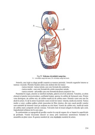 214
Fig.59 Schema circulaţiei sangvine.
A – circulaţia sangvină mare, B- circulaţia sangvină mică.
Arterele, care irigă cu sânge pereții corpului se numesc parietale. Arterele organelor interne se
numesc viscerale. Peretele fiecărei artere este alcătuit din trei tunici:
- tunica internă - tunica intimă, care este formată din endoteliu;
- tunica medie - care este formată din celule musculare netede;
- tunica externă - adventiție care este formată din țesut conjunctiv lax.
Penetrând în organ, arterele se ramifică multiplu, până la nivel de arteriole. Venulele, ca ultim
element al patului microcirculator, confluând treptat, sporesc în calibru și formează vene. Printre
vene distingem: de calibru mic, de calibru mediu și de calibru mare. Peretele venei este mai fin
decât la artere. Ca și la artere în peretele venei există trei tunici: internă, medie și externă. Tunica
medie a venei, conține puține celule musculare și fibre elastice, din care cauză pereții venelor
sunt maleabili și lumenul venei pe secțiune nu este hiant. Venele de calibru mic, mediu și unele
de calibru mare comportă valvule venoase. Valvulele lasă să treacă sângele în direcție spre cord,
împiedicând refularea lui în sens opus.
În conformitate cu topografia și poziția venelor în corp și organe ele se împart în superficiale
și profunde. Venele învecinate deseori se unesc prin numeroase anastomoze formând în
ansamblu un plan venos. În genere numărul de vene depășește numărul de artere.
 