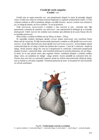 215
Cordul și vasele sanguine
Cordul - cor
Cordul este un organ muscular cav, care propulsează sângele în artere și primește sângele
venos. Cordul este situat în cavitatea toracică împreună cu organele mediastinului mediu. 2/3 din
volumul cordului se află în jumătatea stângă a cavității toracice. Apexul cordului este orientat în
jos, în stânga și înainte, iar baza cordului - în sus și posterior.
Fața anterioară, sternocostală a cordului e mai convexă şi este orientată spre fața
posterioară a sternului și coastelor; cea inferioară - este supraiacentă la diafragm și se numește
diafragmală. Fețele laterale ale cordului sunt orientate spre plămâni și de aceea fiecare din ele
se numește pulmonară.
Masa medie a cordului la bărbat este de 300 gr, la femei - 250 gr.
Pe suprafața cordului distingem șanțul coronar dispus transversal, care constituie limita
dintre atrii și ventricule. Pe fața sternocostală anterioară a cordului se află șanțul interventricular
anterior, iar pe fața inferioară este situat șanțul interventricular posterior. Aceste șanțuri separă
ventriculul drept de cel stâng. Cordul este alcătuit din 4 camere : 2 atrii și 2 ventricule - drepte și
stângi. Atriile primesc sânge din vene și îl propulsează în ventricule; ventriculele propulsează
sângele în artere: ventriculul drept - prin trunchiul pulmonar în arterele pulmonare, iar cel stâng -
în aortă, de la care pleacă artere spre organele interne. Jumătatea dreaptă a cordului conține
sânge venos, iar jumătatea lui stângă - sânge arterial. Aceste jumătăți nu comunică între ele.
Fiecare atriu este unit cu ventriculul respectiv printr-un orificiu atrioventricular (drept și stâng),
care se închid cu valvulele cuspidale. Trunchiul pulmonar și aorta la începutul lor sunt înzestrate
cu valvule semilunare.
Fig.60. Conformaţia externă a cordului.
1 – apexul cordului; 2- ventriculul drept;3 – ventriculul stâng; 4- atriul drept; 5 – atriul stâng: 6 – auricula dreaptă;
 