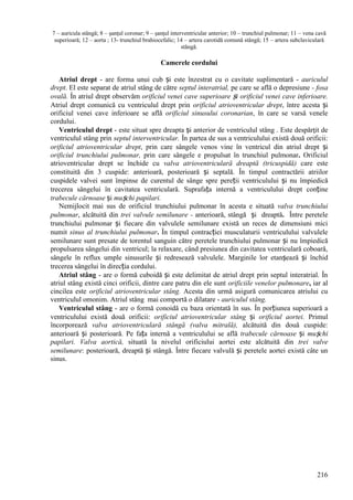 216
7 – auricula stângă; 8 – şanţul coronar; 9 – şanţul interventricular anterior; 10 – trunchiul pulmonar; 11 – vena cavă
superioară; 12 – aorta ; 13- trunchiul brahiocefalic; 14 – artera carotidă comună stângă; 15 – artera subclaviculară
stângă.
Camerele cordului
Atriul drept - are forma unui cub și este înzestrat cu o cavitate suplimentară - auriculul
drept. El este separat de atriul stâng de către septul interatrial, pe care se află o depresiune - fosa
ovală. În atriul drept observăm orificiul venei cave superioare și orificiul venei cave inferioare.
Atriul drept comunică cu ventriculul drept prin orificiul atrioventricular drept, între acesta și
orificiul venei cave inferioare se află orificiul sinusului coronarian, în care se varsă venele
cordului.
Ventriculul drept - este situat spre dreapta și anterior de ventriculul stâng . Este despărţit de
ventriculul stâng prin septul interventricular. În partea de sus a ventriculului există două orificii:
orificiul atrioventricular drept, prin care sângele venos vine în ventricul din atriul drept și
orificiul trunchiului pulmonar, prin care sângele e propulsat în trunchiul pulmonar. Orificiul
atrioventricular drept se închide cu valva atrioventriculară dreaptă (tricuspidă) care este
constituită din 3 cuspide: anterioară, posterioară și septală. În timpul contractării atriilor
cuspidele valvei sunt împinse de curentul de sânge spre pereții ventriculului și nu împiedică
trecerea sângelui în cavitatea ventriculară. Suprafața internă a ventriculului drept conține
trabecule cărnoase și mușchi papilari.
Nemijlocit mai sus de orificiul trunchiului pulmonar în acesta e situată valva trunchiului
pulmonar, alcătuită din trei valvule semilunare - anterioară, stângă și dreaptă. Între peretele
trunchiului pulmonar și fiecare din valvulele semilunare există un reces de dimensiuni mici
numit sinus al trunchiului pulmonar. În timpul contracției musculaturii ventriculului valvulele
semilunare sunt presate de torentul sanguin către peretele trunchiului pulmonar și nu împiedică
propulsarea sângelui din ventricul; la relaxare, când presiunea din cavitatea ventriculară coboară,
sângele în reflux umple sinusurile și redresează valvulele. Marginile lor etanșează și închid
trecerea sângelui în direcția cordului.
Atriul stâng - are o formă cuboidă și este delimitat de atriul drept prin septul interatrial. În
atriul stâng există cinci orificii, dintre care patru din ele sunt orificiile venelor pulmonare, iar al
cincilea este orificiul atrioventricular stâng. Acesta din urmă asigură comunicarea atriului cu
ventriculul omonim. Atriul stâng mai comportă o dilatare - auriculul stâng.
Ventriculul stâng - are o formă conoidă cu baza orientată în sus. În porțiunea superioară a
ventriculului există două orificii: orificiul atrioventricular stâng și orificiul aortei. Primul
încorporează valva atrioventriculară stângă (valva mitrală), alcătuită din două cuspide:
anterioară și posterioară. Pe fața internă a ventriculului se află trabecule cărnoase și mușchi
papilari. Valva aortică, situată la nivelul orificiului aortei este alcătuită din trei valve
semilunare: posterioară, dreaptă și stângă. Între fiecare valvulă și peretele aortei există câte un
sinus.
 