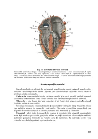 217
Fig. 61. Structura internă a cordului
1.miocardul ventriculului drept; 2- muşchii papilari; 3- coardele tendinoase; 4- artera coronară dreaptă; 5- septul
interventricular; 6 – orificiul venei cave superioare; 7- fosa ovală; 8- atriul drept; 9 – septul interatrial; 10- atriul
stâng; 11- orificiile venelor pulmonare; 12- artera coronară stângă; 13- valvula atrioventriculară stângă ( mitrală);
14- miocardul ventriculului stâng; 15- orificiul sinusului coronarian.
Structura pereților cordului
Peretele cordului este alcătuit din trei straturi: stratul interior, numit endocard, stratul mediu,
muscular - miocard și stratul extern - epicard, care constituie foița viscerală a tunicii seroase a
cordului, adică a pericardului.
Endocardul - tapetează din interior cavitatea cordului și acoperă mușchii papilari împreună
cu coardele lor tendinoase. Toate valvele cordului sunt formate din duplicaturi de endocard.
Miocardul - este format din țesut muscular striat. Acest strat asigură contracția ritmică
deplină a atriilor și ventriculelor.
Grosimea miocardului e minimală în atrii și maximală în ventriculul stâng. Miocardul atriilor
este definitiv separat de miocardul ventriculelor. Sincronia contracțiilor miocardului este
asigurată de sistemul conductil al cordului, care este unic pentru atrii și ventricule.
Epicardul - aderă intim la miocard din exterior și constituie foița viscerală a pericardului
seros. Epicardul acoperă cordul, porțiunile inițiale ale părții ascendente ale aortei și trunchiului
pulmonar, porțiunile terminale ale venelor cave și pulmonare. Pe suprafața acestor vase
epicardul trece în foița parietală a pericardului seros.
 
