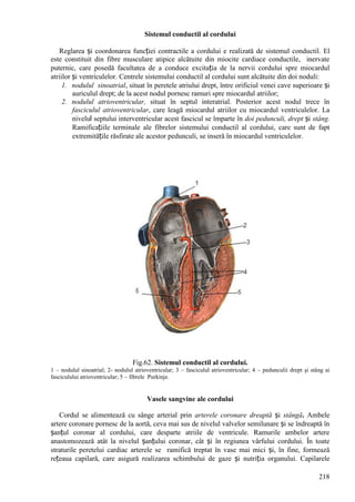 218
Sistemul conductil al cordului
Reglarea și coordonarea funcției contractile a cordului e realizată de sistemul conductil. El
este constituit din fibre musculare atipice alcătuite din miocite cardiace conductile, inervate
puternic, care posedă facultatea de a conduce excitația de la nervii cordului spre miocardul
atriilor și ventriculelor. Centrele sistemului conductil al cordului sunt alcătuite din doi noduli:
1. nodulul sinoatrial, situat în peretele atriului drept, între orificiul venei cave superioare și
auriculul drept; de la acest nodul pornesc ramuri spre miocardul atriilor;
2. nodulul atrioventricular, situat în septul interatrial. Posterior acest nodul trece în
fasciculul atrioventricular, care leagă miocardul atriilor cu miocardul ventriculelor. La
nivelul septului interventricular acest fascicul se împarte în doi pedunculi, drept și stâng.
Ramificațiile terminale ale fibrelor sistemului conductil al cordului, care sunt de fapt
extremitățile răsfirate ale acestor pedunculi, se inseră în miocardul ventriculelor.
Fig.62. Sistemul conductil al cordului.
1 – nodulul sinoatrial; 2- nodulul atrioventricular; 3 – fasciculul atrioventricular; 4 – pedunculii drept şi stâng ai
fasciculului atrioventricular; 5 – fibrele Purkinje.
Vasele sangvine ale cordului
Cordul se alimentează cu sânge arterial prin arterele coronare dreaptă și stângă. Ambele
artere coronare pornesc de la aortă, ceva mai sus de nivelul valvelor semilunare și se îndreaptă în
șanțul coronar al cordului, care desparte atriile de ventricule. Ramurile ambelor artere
anastomozează atât la nivelul șanțului coronar, cât și în regiunea vârfului cordului. În toate
straturile peretelui cardiac arterele se ramifică treptat în vase mai mici și, în fine, formează
rețeaua capilară, care asigură realizarea schimbului de gaze și nutriția organului. Capilarele
 