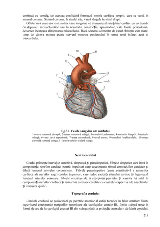 219
continuă cu venule, iar acestea confluând formează venele cardiace proprii, care se varsă în
sinusul coronar. Sinusul coronar, la rândul său, varsă sângele în atriul drept.
Obliterarea unui sau mai multor vase sangvine ce alimentează mușchiul cardiac cu un tromb,
cu depuneri aterosclerotice sau în rezultatul constricției spasmodice, este foarte periculoasă,
deoarece încetează alimentarea miocardului. Dacă sectorul alimentat de vasul obliterat este mare,
timp de câteva minute poate surveni moartea pacientului în urma unui infarct acut al
miocardului.
Fig.63. Vasele sangvine ale cordului.
1-artera coronară dreaptă; 2-artera coronară stângă; 3-trunchiul pulmonar; 4-auricula dreaptă; 5-auricula
stângă; 6-vena cavă superioară; 7-aorta ascendentă; 8-arcul aortei; 9-trunchiul brahiocefalic; 10-artera
carotidă comună stângă; 11-artera subclaviculară stângă.
Nervii cordului
Cordul primește inervație senzitivă, simpatică și parasimpatică. Fibrele simpatice care intră în
componența nervilor cardiaci poartă impulsuri care accelerează ritmul contracțiilor cardiace și
dilată lumenul arterelor coronariene. Fibrele parasimpatice (parte constitutivă a ramurilor
cardiace ale nervilor vagi) conduc impulsuri, care reduc cadența ritmului cardiac și îngustează
lumenul arterelor coronare. Fibrele senzitive de la receptorii peretelui și vaselor lui intră în
componența nervilor cardiaci și ramurilor cardiace corelate cu centrele respective ale encefalului
și măduvei spinării.
Topografia cordului
Limitele cordului se proiectează pe peretele anterior al cutiei toracice în felul următor: limita
superioară corespunde marginilor superioare ale cartilajelor costale III; limita stângă trece în
formă de arc de la cartilajul coastei III din stânga până la proiecția apexului (vârfului) cordului,
 