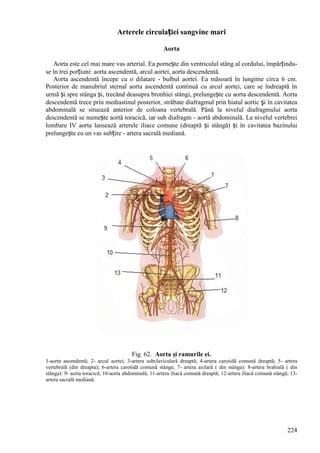 224
Arterele circulației sangvine mari
Aorta
Aorta este cel mai mare vas arterial. Ea pornește din ventriculul stâng al cordului, împărțindu-
se în trei porțiuni: aorta ascendentă, arcul aortei, aorta descendentă.
Aorta ascendentă începe cu o dilatare - bulbul aortei. Ea măsoară în lungime circa 6 cm.
Posterior de manubriul sternal aorta ascendentă continuă cu arcul aortei, care se îndreaptă în
urmă și spre stânga și, trecând deasupra bronhiei stângi, prelungește cu aorta descendentă. Aorta
descendentă trece prin mediastinul posterior, străbate diafragmul prin hiatul aortic şi în cavitatea
abdominală se situează anterior de coloana vertebrală. Până la nivelul diafragmului aorta
descendentă se numește aortă toracică, iar sub diafragm - aortă abdominală. La nivelul vertebrei
lombare IV aorta lansează arterele iliace comune (dreaptă și stângă) și în cavitatea bazinului
prelungește cu un vas subțire - artera sacrală mediană.
Fig. 62. Aorta şi ramurile ei.
1-aorta ascendentă; 2- arcul aortei; 3-artera subclaviculară dreaptă; 4-artera carotidă comună dreaptă; 5- artera
vertebrală (din dreapta); 6-artera carotidă comună stânga; 7- artera axilară ( din stânga): 8-artera brahială ( din
stânga): 9- aorta toracică; 10-aorta abdominală; 11-artera iliacă comună dreaptă; 12-artera iliacă comună stângă; 13-
artera sacrală mediană.
 