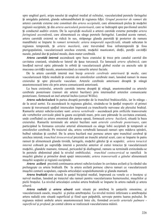 226
spre unghiul gurii, aripa nasului și unghiul medial al ochiului, vascularizând peretele faringelui
și amigdala palatină, glanda submandibulară și regiunea feței. Grupul posterior de ramuri ale
arterei carotide externe este constituit din artera occipitală, care alimentează pielea și mușchii
regiunii occipitale, și din artera auriculară posterioară, care se îndreaptă spre pavilionul urechii
și conductul auditiv extern. De la suprafața medială a arterei carotide externe pornește artera
faringiană ascendentă, care alimentează cu sânge peretele faringelui. Lansând aceste ramuri,
artera carotidă externă se ridică în sus, străpunge glanda parotidă și posterior de ramura
mandibulei se împarte în ramuri terminale: artera temporală superficială, situată subcutan în
regiunea temporală, și artera maxilară, care traversând fosa infratemporală și fosa
pterigopalatină, vascularizează urechea externă, mușchii masticatori, dinții, pereții cavității
nazale, palatul dur și palatul moale, dura mater cerebrală.
Artera carotidă internă ascendează spre baza craniului și trece prin canalul carotid din
cavitatea craniană, situându-se lateral de șaua turcească. Ea lansează artera oftalmică, care
însoțind nervul optic pătrunde în orbită și vascularizează globul ocular cu anexele sale și
mucoasa cavității nazale, anastomozând cu ramurile arterei faciale.
De la artera carotidă internă mai încep arterele cerebrale anterioară și medie, care
vascularizează fețele medială și externă ale emisferelor cerebrale mari, lansând ramuri în masa
creierului și spre plexurile vasculare. Arterele cerebrale anterioare dreaptă și stângă
anastomozează între ele prin artera comunicantă anterioară.
La baza creierului, arterele carotide interne dreaptă și stângă, anastomozând cu arterele
cerebrale posterioare (ramuri ale arterei bazilare) prin intermediul arterelor comunicante
posterioare, formează un inel arterial închis (cercul Willis).
Artera subclaviculară în partea dreaptă pornește de la trunchiul brahiocefalic, iar în stânga -
de la arcul aortei. Ea ascendează în regiunea gâtului, situându-se în șanțul respectiv al primei
coaste și traversează spațiul interscalen împreună cu trunchiurile nervoase ale plexului brahial.
Ramurile arterei subclaviculare sunt: artera vertebrală - ascendează prin orificiile transversale
ale vertebrelor cervicale până la gaura occipitală mare, prin care pătrunde în cavitatea craniană,
unde confluând cu artera omonimă din partea opusă, formează artera bazilară, situată la baza
creierului. Ramurile terminale ale arterei bazilare sunt arterele cerebrale posterioare, care
participând la formarea cercului arterial alimentează cu sânge lobii occipitali și temporali ai
emisferelor cerebrale. Pe traiectul său, artera vertebrală lansează ramuri spre măduva spinării,
bulbul rahidian și cerebel. De la artera bazilară mai pornesc artere spre trunchiul cerebral și
urechea internă; trunchiul tireocervical prezintă un trunchi arterial scurt, care se împarte în patru
ramuri și alimentează glanda tiroidă, laringele, mușchii gâtului şi ai scapulei; artera toracică
internă coboară pe suprafața internă a peretelui anterior al cutiei toracice și vascularizează
mușchii, glandele mamare, timusul, pericardul și diafragmul, ramura sa terminală extinzându-se
în peretele abdominal până la nivelul ombilicului; trunchiul costocervical se ramifică în
muşchii gâtului şi primelor două spaţii intercostale; artera transversală a gâtului alimentează
muşchii scapulei şi regiunii occipitale.
Artera axilară prezintă continuarea arterei subclaviculare în cavitatea axilară şi la rândul său
prelungeşte cu artera brahială. De la artera axilară pornesc câteva ramuri ce vascularizează
muşchii centurii scapulare, capsula articulaţiei scapulohumerale şi glanda mamară.
Artera brahială este situată în şanţul bicipital medial, împreună cu venele ce o însoţesc şi
nervul median, lansând pe traiectul său ramuri pentru vascularizarea humerusului, muşchilor şi
pielii braţului. La nivelul articulaţiei cotului artera brahială se împarte în artera radială şi artera
ulnară.
Artera radială şi artera ulnară sunt situate pe antebraţ în şanţurile omonime, şi
vascularizează oasele, muşchii şi pielea antebraţului. La nivelul treimii inferioare a antebraţului
artera radială este situată superficial şi fiind uşor palpabilă, serveşte pentru luarea pulsului. În
regiunea mâinii ambele artere anastomozează între ele, formând arcurile arteriale palmare -
superficial şi profund, pe contul cărora se realizează vascularizarea mâinii.
 