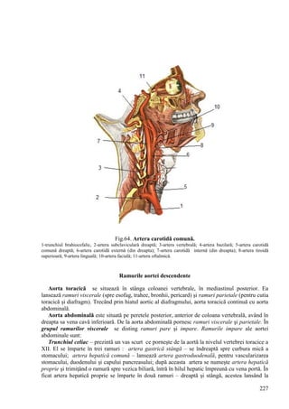227
Fig.64. Artera carotidă comună.
1-trunchiul brahiocefalic, 2-artera subclaviculară dreaptă; 3-artera vertebrală; 4-artera bazilară; 5-artera carotidă
comună dreaptă; 6-artera carotidă externă (din dreapta); 7-artera carotidă internă (din dreapta); 8-artera tiroidă
superioară; 9-artera linguală; 10-artera facială; 11-artera oftalmică.
Ramurile aortei descendente
Aorta toracică se situează în stânga coloanei vertebrale, în mediastinul posterior. Ea
lansează ramuri viscerale (spre esofag, trahee, bronhii, pericard) şi ramuri parietale (pentru cutia
toracică şi diafragm). Trecând prin hiatul aortic al diafragmului, aorta toracică continuă cu aorta
abdominală.
Aorta abdominală este situată pe peretele posterior, anterior de coloana vertebrală, având în
dreapta sa vena cavă inferioară. De la aorta abdominală pornesc ramuri viscerale şi parietale. În
grupul ramurilor viscerale se disting ramuri pare şi impare. Ramurile impare ale aortei
abdominale sunt:
Trunchiul celiac – prezintă un vas scurt ce porneşte de la aortă la nivelul vertebrei toracice a
XII. El se împarte în trei ramuri : artera gastrică stângă – se îndreaptă spre curbura mică a
stomacului; artera hepatică comună – lansează artera gastroduodenală, pentru vascularizarea
stomacului, duodenului şi capului pancreasului; după aceasta artera se numeşte artera hepatică
proprie şi trimiţând o ramură spre vezica biliară, întră în hilul hepatic împreună cu vena portă. În
ficat artera hepatică proprie se împarte în două ramuri – dreaptă şi stângă, acestea lansând la
 