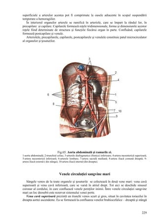 229
superficiale a arterelor acestea pot fi comprimate la oasele adiacente în scopul suspendării
temporare a hemoragiilor.
În interiorul organelor arterele se ramifică în arteriole, care se împart la rândul lor, în
precapilare şi capilare. Capilarele formează reţele tridimensionale, forma şi dimensiunile acestor
reţele fiind determinate de structura şi funcţiile fiecărui organ în parte. Confluând, capilarele
formează postcapilare şi venule.
Arteriolele, precapilarele, capilarele, postcapilarele şi venulele constituie patul microcirculator
al organelor şi ţesuturilor.
Fig.65. Aorta abdominală şi ramurile ei.
1-aorta abdominală; 2-trunchiul celiac; 3-arterele diafragmatice (frenice) inferioare; 4-artera mezenterică superioară;
5-artera mezenterică inferioară; 6-arterele lombare; 7-artera sacrală mediană; 8-artera iliacă comună dreaptă; 9-
artera iliacă externă ( din stânga); 10-artera iliacă internă (din dreapta).
Venele circulaţiei sangvine mari
Sângele venos de la toate organele şi ţesuturile se colectează în două vene mari: vena cavă
superioară şi vena cavă inferioară, care se varsă în atriul drept. Tot aici se deschide sinusul
coronar al cordului, în care confluează venele pereţilor inimii. Între venele circulaţiei sangvine
mari un loc deosebit este rezervat sistemului venei porte.
Vena cavă superioară prezintă un trunchi venos scurt şi gros, situat în cavitatea toracelui în
dreapta aortei ascendente. Ea se formează la confluarea venelor brahiocefalice – dreaptă şi stângă
 