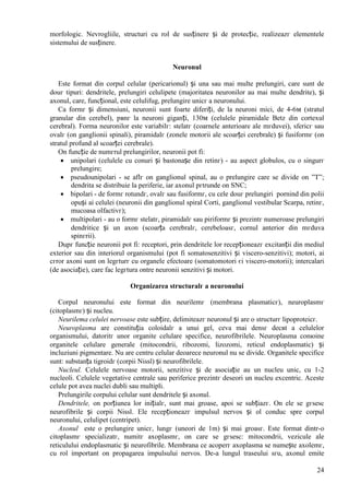 24
morfologic. Nevrogliile, structuri cu rol de susținere și de protecție, realizeazг elementele
sistemului de susținere.
Neuronul
Este format din corpul celular (pericarionul) și una sau mai multe prelungiri, care sunt de
douг tipuri: dendritele, prelungiri celulipete (majoritatea neuronilor au mai multe dendrite), și
axonul, care, funcțional, este celulifug, prelungire unicг a neuronului.
Ca formг și dimensiuni, neuronii sunt foarte diferiți, de la neuroni mici, de 4-6м (stratul
granular din cerebel), pвnг la neuroni giganți, 130м (celulele piramidale Betz din cortexul
cerebral). Forma neuronilor este variabilг: stelatг (coarnele anterioare ale mгduvei), sfericг sau
ovalг (оn ganglionii spinali), piramidalг (zonele motorii ale scoarței cerebrale) și fusiformг (оn
stratul profund al scoarței cerebrale).
Оn funcție de numгrul prelungirilor, neuronii pot fi:
 unipolari (celulele cu conuri și bastonașe din retinг) - au aspect globulos, cu o singurг
prelungire;
 pseudounipolari - se aflг оn ganglionul spinal, au o prelungire care se divide оn ”T”;
dendrita se distribuie la periferie, iar axonul pгtrunde оn SNC;
 bipolari - de formг rotundг, ovalг sau fusiformг, cu cele douг prelungiri pornind din polii
opuși ai celulei (neuronii din ganglionul spiral Corti, ganglionul vestibular Scarpa, retinг,
mucoasa olfactivг);
 multipolari - au o formг stelatг, piramidalг sau piriformг și prezintг numeroase prelungiri
dendritice și un axon (scoarța cerebralг, cerebeloasг, cornul anterior din mгduva
spinгrii).
Dupг funcție neuronii pot fi: receptori, prin dendritele lor recepționeazг excitanții din mediul
exterior sau din interiorul organismului (pot fi somatosenzitivi și viscero-senzitivi); motori, ai
cгror axoni sunt оn legгturг cu organele efectoare (somatomotori єi viscero-motorii); intercalari
(de asociație), care fac legгtura оntre neuronii senzitivi și motori.
Organizarea structuralг a neuronului
Corpul neuronului este format din neurilemг (membrana plasmaticг), neuroplasmг
(citoplasmг) și nucleu.
Neurilema celulei nervoase este subțire, delimiteazг neuronul și are o structurг lipoproteicг.
Neuroplasma are constituția coloidalг a unui gel, ceva mai densг decвt a celulelor
organismului, datoritг unor organite celulare specifice, neurofibrilele. Neuroplasma conюine
organitele celulare generale (mitocondrii, ribozomi, lizozomi, reticul endoplasmatic) și
incluziuni pigmentare. Nu are centru celular deoarece neuronul nu se divide. Organitele specifice
sunt: substanța tigroidг (corpii Nissl) și neurofibrilele.
Nucleul. Celulele nervoase motorii, senzitive și de asociație au un nucleu unic, cu 1-2
nucleoli. Celulele vegetative centrale sau periferice prezintг deseori un nucleu excentric. Aceste
celule pot avea nuclei dubli sau multipli.
Prelungirile corpului celular sunt dendritele și axonul.
Dendritele, оn porțiunea lor inițialг, sunt mai groase, apoi se subțiazг. Оn ele se gгsesc
neurofibrile și corpii Nissl. Ele recepționeazг impulsul nervos și оl conduc spre corpul
neuronului, celulipet (centripet).
Axonul este o prelungire unicг, lungг (uneori de 1m) și mai groasг. Este format dintr-o
citoplasmг specializatг, numitг axoplasmг, оn care se gгsesc: mitocondrii, vezicule ale
reticulului endoplasmatic și neurofibrile. Membrana ce acoperг axoplasma se numește axolemг,
cu rol important оn propagarea impulsului nervos. De-a lungul traseului sгu, axonul emite
 