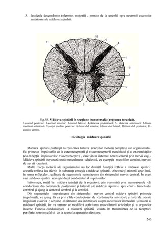 246
3. fascicule descendente (eferente, motorii) , pornite de la encefal spre neuronii coarnelor
anterioare ale măduvei spinării.
Fig.68. Măduva spinării în secţiune transversală (regiunea toracică).
1-cornul posterior; 2-cornul anterior; 3-cornul lateral; 4-rădăcina posterioară; 5- rădăcina anterioară; 6-fisura
mediană anterioară; 7-şanţul median posterior; 8-funiculul anterior; 9-funiculul lateral; 10-funiculul posterior; 11-
canalul central.
Fiziologia măduvei spinării
Măduva spinării participă la realizarea tuturor reacţiilor motorii complexe ale organismului.
Ea primeşte impulsurile de le exteroreceptorii şi visceroreceptorii trunchiului şi ai extremităţilor
(cu excepţia impulsurilor visceroreceptive , care vin în sistemul nervos central prin nervii vagi).
Măduva spinării inervează toată musculatura scheletică, cu excepţia muşchilor capului, inervaţi
de nervii cranieni.
Multe reacţii motorii ale organismului au loc datorită funcţiei reflexe a măduvei spinării;
arcurile reflexe iau sfârşit în substanţa cenuşie a măduvei spinării. Alte reacţii motorii apar, însă,
în urma reflexelor, realizate de segmentele supraiacente ale sistemului nervos central. În acest
caz măduva spinării serveşte drept conducător al impulsurilor.
Informaţia, sosită în măduva spinării de la receptori, este transmisă prin numeroasele căi
conductoare din cordoanele posterioare şi laterale ale măduvei spinării spre centrii trunchiului
cerebral şi ajung la cortexul cerebral şi la cerebel.
Din segmentele supraiacente ale sistemului nervos central măduva spinării primeşte
impulsurile, ce ajung la ea prin căile conductoare ale cordoanelor anterioare şi laterale; aceste
impulsuri exercită o acţiune excitatoare sau inhibitoare asupra neuronilor intercalari şi motori ai
măduvei spinării, iar ca urmare se modifică activitatea musculaturii scheletice şi a organelor
interne. Funcţia conducătoare a măduvei spinării constă în transmiterea de la receptorii
periferici spre encefal şi de la acesta la aparatele efectoare.
 