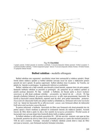 249
Fig. 69. Encefalul.
1-şanţul central; 2-lobul parietal al emisferei cerebrale; 3-circumvoluţiunile lobului parietal; 4-lobul occipital; 5-
cerebelul,6-bulbul rahidian; 7-lobul temporal;8-şanţul lateral; 9-circumvoluţiunile lobului frontal; 10-lobul frontal;
11-şanţurile lobului frontal.
Bulbul rahidian - medulla oblongata
Bulbul rahidian este segmentul encefalului situat între metencefal şi măduva spinării. Drept
limită dintre măduva spinării şi bulbul rahidian serveşte locul de ieşire a rădăcinilor primei
perechi de nervi spinali. În partea superioară bulbul rahidian trece în puntea lui Varolio, iar
părţile lui laterale se prelungesc în pedunculii inferiori ai cerebelului.
Bulbul rahidian are o faţă ventrală, una dorsală şi două laterale, separate între ele prin şanţuri.
Şanţurile bulbului rahidian se prezintă ca prelungiri ale şanţurilor de pe măduva spinării şi
poartă aceleaşi denumiri. Pe faţa ventrală a bulbului, de fiecare parte a fisurii mediane
anterioare se află două cordoane reliefate – piramidele, iar lateral de ele - olivele. Pe faţa
dorsală a bulbului, bilateral de şanţul median posterior se află nişte proeminenţe: fasciculul fin
(Goll) şi fasciculul cuneat (Burdach), separate unul de altul prin şanţul intermediar posterior.
Fasciculul fin (fasciculul Goll) este plasat medial şi dilatându-se, formează tuberculul nucleului
Goll, iar lateral de fasciculul fin se află fasciculul cuneat, care formează alături de tuberculul
Goll tuberculul nucleului cuneat Burdach.
În partea inferioară a bulbului fasciculele de fibre care formează cele două piramide trec de
partea opusă a fisurii mediane şi pătrund în cordoanele laterale ale măduvei spinării. Această
trecere de fibre dintr-o parte în alta a fost numită încrucişarea piramidelor. Nivelul acesta al
încrucişării mai serveşte drept linie limitrofă dintre bulb şi măduva spinării.
În bulbul rahidian se află nucleele perechilor IX – XII ale nervilor cranieni, care apar pe faţa
lui dorsală, posterior de olivă şi între olivă şi piramidă, precum şi o parte din nucleele perechii a
VIII de nervi cranieni. Formaţia reticulară a bulbului rahidian constă dintr-o reţea de fibre
nervoase şi neuroni , care formează nucleele formaţiei reticulare.
 