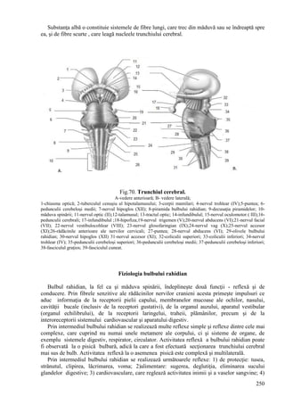 250
Substanţa albă o constituie sistemele de fibre lungi, care trec din măduvă sau se îndreaptă spre
ea, şi de fibre scurte , care leagă nucleele trunchiului cerebral.
Fig.70. Trunchiul cerebral.
A-vedere anterioară; B- vedere laterală;
1-chiasma optică; 2-tuberculul cenuşiu al hipotalamusului; 3-corpii mamilari; 4-nervul trohlear (IV);5-puntea; 6-
pedunculii cerebeloşi medii; 7-nervul hipoglos (XII); 8-piramida bulbului rahidian; 9-decusaţia piramidelor; 10-
măduva spinării; 11-nervul optic (II);12-talamusul; 13-tractul optic; 14-infundibulul; 15-nervul oculomotor ( III);16-
pedunculii cerebrali; 17-infundibulul ;18-hipofiza;19-nervul trigemen (V);20-nervul abducens (VI);21-nervul facial
(VII); 22-nervul vestibulocohlear (VIII); 23-nervul glosofaringian (IX);24-nervul vag (X);25-nervul accesor
(XI);26-rădăcinile anterioare ale nervilor cervicali; 27-puntea; 28-nervul abducens (VI); 29-olivele bulbului
rahidian; 30-nervul hipoglos (XII) 31-nervul accesor (XI); 32-coliculii superiori; 33-coliculii inferiori; 34-nervul
trohlear (IV); 35-pedunculii cerebeloşi superiori; 36-pedunculii cerebeloşi medii; 37-pedunculii cerebeloşi inferiori;
38-fasciculul graţios; 39-fasciculul cuneat.
Fiziologia bulbului rahidian
Bulbul rahidian, la fel ca şi măduva spinării, îndeplineşte două funcţii - reflexă şi de
conducere. Prin fibrele senzitive ale rădăcinilor nervilor cranieni acesta primeşte impulsuri ce
aduc informaţia de la receptorii pielii capului, membranelor mucoase ale ochilor, nasului,
cavităţii bucale (inclusiv de la receptori gustativi), de la organul auzului, aparatul vestibular
(organul echilibrului), de la receptorii laringelui, traheii, plămânilor, precum şi de la
interoreceptorii sistemului cardiovascular şi aparatului digestiv.
Prin intermediul bulbului rahidian se realizează multe reflexe simple şi reflexe dintre cele mai
complexe, care cuprind nu numai unele metamere ale corpului, ci şi sisteme de organe, de
exemplu sistemele digestiv, respirator, circulator. Activitatea reflexă a bulbului rahidian poate
fi observată la o pisică bulbară, adică la care a fost efectuată secţionarea trunchiului cerebral
mai sus de bulb. Activitatea reflexă la o asemenea pisică este complexă şi multilaterală.
Prin intermediul bulbului rahidian se realizează următoarele reflexe: 1) de protecţie: tusea,
strănutul, clipirea, lăcrimarea, voma; 2)alimentare: sugerea, deglutiţia, eliminarea sucului
glandelor digestive; 3) cardiovasculare, care reglează activitatea inimii şi a vaselor sangvine; 4)
 