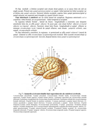 259
Pe faţa medială a lobului occipital sunt situate două şanţuri, ce se unesc între ele sub un
unghi ascuţit. Primul este şanţul parietooccipital, ce separă lobul parietal de lobul occipital, iar
al doilea este şanţul calcarin. Sectorul lobului occipital, cuprins între şanţul parietooccipital şi
şanţul calcarin, are aspectul unui triunghi şi e numit lobulul cuneat.
Faţa inferioară a emisferei are un relief destul de complicat. Regiunea anterioară a ei o
constituie lobul frontal, iar cea posterioară – lobul temporal şi occipital.
În regiunea lobului frontal , lateral de fisura longitudinală a creierului care desparte
emisferele între ele, se află şanţul olfactor. În acest şanţ este situat bulbul olfactor şi tractul
olfactor cu trigonul olfactor. Sectorul, situat între fisura longitudinală şi şanţul olfactor se
numeşte circumvoluţie rectă. Lateral de şanţul olfactor, sunt situate şanţurile orbitale, care
separă circumvoluţiile orbitale.
Pe faţa inferioară a emisferei, în regiunea ei posterioară se află şanţul colateral. Lateral de
şanţul colateral se află circumvoluţia occipitotemporală medială. Între această circumvoluţie şi
circumvoluţia occipitotemporală laterală, dispusă lateral, trece şanţul occipitotemporal.
Fig.71. Şanţurile şi circumvoluţiile feţei superolaterale ale emisferei cerebrale.
1-circumvoluţia precentrală; 2-şanţul precentral; 3-circumvoluţia frontală medie; 4-circumvoluţia frontală
superioară; 5-şanţul frontal superior; 6-şanţul frontal inferior; 7-porţiunea operculară din circumvoluţia frontală
inferioară; 8-porţiunea triunghiulară din circumvoluţia frontală inferioară; 9-porţiunea orbitală din circumvoluţiunea
frontală inferioară; 10-polul frontal al emisferei cerebrale; 11-ramura anterioară a şanţului lateral (Sylvius); 12-
ramura ascendentă a şanţului lateral (Sylvius); 13-ramura posterioară a şanţului lateral (Sylvius); 14-polul
temporal;15-şanţul central (Rolando); 16-circumvoluţia postcentrală; 17-şanţul postcentral; 18-lobulul parietal
superior; 19-şanţul intraparietal; 20-21-circumvoliuţiile supramarginală şi angulară din lobulul parietal inferior; 22-
şanţul parietooccipital; 23-şanţul calcarin;24-polul occipital; 25-şanţurile lobului occipital; 26- circumvoluţia
temporală inferioară; 27-şanţul temporal inferior; 28-circumvoluţia temporală medie; 29-şanţul temporal superior;
30-circuvoluţia temporală superioară.
 