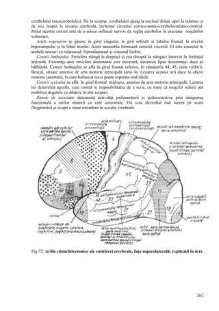 262
cerebelului (neocerebelului). De la scoarţa cerebelului ajung la nucleul dinţat, apoi la talamus şi
de aici înapoi la scoarţa cerebrală, încheind circuitul cortico-ponto-cerebelo-talamo-cortical.
Rolul acestui circuit este de a aduce influxul nervos de reglaj cerebelos în execuţia mişcărilor
voluntare.
Ariile vegetative se găsesc în girul cingular, în girii orbitali ai lobului frontal, la nivelul
hipocampului şi în lobul insulei. Acest ansamblu formează creierul visceral. El este conectat în
ambele sensuri cu talamusul, hipotalamusul şi sistemul limbic.
Centrii limbajului. Emisfera stângă la dreptaci şi cea dreaptă la stângaci intervin în limbajul
articulat. Existenţa unei emisfere dominante este necesară, deoarece lipsa dominanţei duce şa
bâlbâială. Centrii limbajului se află în girul frontal inferior, în câmpurile 44, 45, (aria vorbirii,
Broca), situate anterior de aria motorie principală (aria 4). Lezarea acestor arii duce la afazie
motorie (anartrie), în care bolnavul nu-şi poate exprima oral ideile.
Centrii scrisului se află în girul frontal mijlociu, anterior de aria motorie principală. Lezarea
lui determină agrafie, care constă în imposibilitatea de a scrie, cu toate că muşchii mâinii pot
mobiliza degetele cu dibăcie în alte scopuri.
Zonele de asociaţie determină activităţi psihomotorii şi psihosenzitive prin integrarea
funcţională a ariilor motorii cu cele senzoriale. Ele s-au dezvoltat mai recent pe scara
filogenetică şi ocupă o mare extindere în scoarţa cerebrală.
Fig.72. Ariile citoarhitectonice ale emisferei cerebrale, faţa superolaterală, explicaţii în text.
 