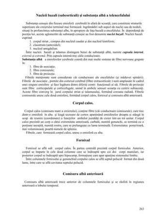263
Nucleii bazali (subcorticali) şi substanţa albă a telencefalului
Substanţa cenuşie din fiecare emisferă cerebrală în afară de scoarţă, care constituie straturile
superioare ale creierului terminal mai formează îngrămădiri sub aspect de nuclei sau de noduli,
situaţi în profunzimea substanţei albe, în apropiere de faţa bazală a encefalului. În dependenţă de
poziţia lor, aceste aglomerări de substanţă cenuşie au fost denumite nuclei bazali. Nucleii bazali
cuprind:
1. corpul striat , compus din nucleul caudat şi din nucleul lentiform;
2. claustrum (antezidul);
3. nucleul amigdalian.
Între nucleii bazali şi talamus distingem benzi de substanţă albă, numite capsula internă,
externă şi extremă. Prin capsula internă trec căile conductoare.
Substanţa albă a emisferelor cerebrale constă din mai multe sisteme de fibre nervoase grupate
în:
1. fibre de asociaţie;
2. fibre comisurale;
3. fibre de proiecţie.
Fibrele menţionate sunt considerate căi conductoare ale encefalului (şi măduvei spinării).
Fibrele de asociaţie , pornite din cortexul cerebral (fibre extracorticale ) sunt amplasate în cadrul
unei singure emisfere şi face legătura dintre diferiţi centri funcţionali ai săi. Fibrele de proiecţie
sunt fibre corticopetale şi corticofugale, unind în ambele sensuri scoarţa cu centrii subiacenţi.
Aceste fibre converg în jurul corpului striat şi talamusului, formând coroana radiată. Fibrele
comisurale unesc cele două emisfere, formând corpul calos, fornixul şi comisura albă anterioară.
Corpul calos.
Corpul calos (comisura mare a creierului), conţine fibre (căi conductoare comisurale), care trec
dintr-o emisferă în alta şi leagă sectoare de cortex aparţinând emisferelor dreapta şi stângă în
scop de reunire (coordonare) a funcţiilor ambelor jumătăţi de creier într-un tot unitar. Corpul
calos prezintă un corp a cărui extremitate anterioară, curbată, numită genunchi, se termină cu o
porţiune ascuţită, numită rostru, care se prelungeşte cu lama terminală. Extremitatea posterioară,
mai voluminoasă, poartă numele de spleniu.
Fibrele, care formează corpul calos, unesc o emisferă cu alta.
Fornixul
Fornixul se află sub corpul calos. În partea centrală prezintă corpul fornixului. Anterior,
corpul se împarte în cele două columne care se îndreaptă spre cei doi corpi mamilari, iar
posterior corpul se îndreaptă spre hipocamp, formaţiune care apar aparţine sistemului limbic.
Între columnele fornixului şi genunchiul corpului calos se află septul pelucid format din două
lame, între care se află cavitatea septului pelucid.
Comisura albă anterioară
Comisura albă anterioară trece anterior de columnele fornixului şi se răsfiră în regiunea
anterioară a lobului temporal.
 