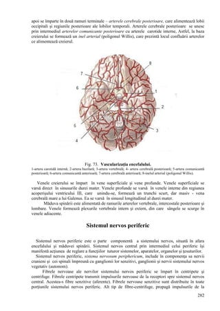 282
apoi se împarte în două ramuri terminale – arterele cerebrale posterioare, care alimentează lobii
occipitali şi regiunile posterioare ale lobilor temporali. Arterele cerebrale posterioare se unesc
prin intermediul arterelor comunicante posterioare cu arterele carotide interne, Astfel, la baza
creierului se formează un inel arterial (poligonul Willis), care prezintă locul confluării arterelor
ce alimentează creierul.
Fig. 73. Vascularizaţia encefalului.
1-artera carotidă internă; 2-artera bazilară; 3-artera vertebrală; 4- artera cerebrală posterioară; 5-artera comunicantă
posterioară; 6-artera comunicantă anterioară; 7-artera cerebrală anterioară; 8-inelul arterial (poligonul Willis).
Venele creierului se împart în vene superficiale şi vene profunde. Venele superficiale se
varsă direct în sinusurile durei mater. Venele profunde se varsă în venele interne din regiunea
acoperişului ventricului III, care unindu-se, formează un trunchi scurt, dar masiv - vena
cerebrală mare a lui Galenus. Ea se varsă în sinusul longitudinal al durei mater.
Măduva spinării este alimentată de ramurile arterelor vertebrale, intercostale posterioare şi
lombare. Venele formează plexurile vertebrale intern şi extern, din care sângele se scurge în
venele adiacente.
Sistemul nervos periferic
Sistemul nervos periferic este o parte componentă a sistemului nervos, situată în afara
encefalului şi măduvei spinării. Sistemul nervos central prin intermediul celui periferic îşi
manifestă acţiunea de reglare a funcţiilor tuturor sistemelor, aparatelor, organelor şi ţesuturilor.
Sistemul nervos periferic, sistema nervosum periphericum, include în componenţa sa nervii
cranieni şi cei spinali împreună cu ganglionii lor senzitivi, ganglionii şi nervii sistemului nervos
vegetativ (autonom).
Fibrele nervoase ale nervilor sistemului nervos periferic se împart în centripete şi
centrifuge. Fibrele centripete transmit impulsurile nervoase de la receptori spre sistemul nervos
central. Acestea-s fibre senzitive (aferente). Fibrele nervoase senzitive sunt distribuite în toate
porţiunile sistemului nervos periferic. Alt tip de fibre-centrifuge, propagă impulsurile de la
 
