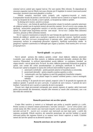 283
sistemul nervos central spre organul inervat. Ele sunt numite fibre eferente. În dependenţă de
structura organului inervat fibrele nervoase eferente pot fi împărţite în motorii (inervează ţesutul
muscular), secretorii (inervează glandele), şi trofice.
Fibrele somatice inervează soma (corpul), cele vegetative-viscerele şi vasele.
Corespunzător locului de pornire a nervilor de la sistemul nervos central ei se împart în cranieni,
ce îşi iau începutul de la encefal, şi nervi spinali, cu începutul pe măduva spinării.
Se disting nervi motori, senzitivi şi micşti.
Nervul motor este format de apofizele neurocitelor situate în nucleele coarnelor anterioare
ale măduvei spinării sau în nucleele motorii ale nervilor cranieni. Nervul senzitiv este compus din
apofizele neurocitelor ganglionilor senzitivi ai nervilor cranieni sau a ganglionilor (senzitivi)
spinali. În corpul uman majoritatea nervilor sunt micşti. Nervul mixt conţine fibre (aferente)
senzitive, precum şi fibre (eferente) motorii.
Nervii vegetativi (autonomi) şi ramurile lor sunt formaţi din apofizele neurocitelor coarnelor
laterale ale măduvei spinării sau a nucleelor vegetative ale nervilor cranieni. Apofizele acestor
neurocite sunt fibre nervoase preganglionare şi parcurg calea până la ganglionii vegetativi
(autonomi), inclusiv în componenţa plexurilor vegetative, Apofizele neurocitelor situate în
ganglionii vegetativi (autonomi) se îndreaptă spre organe şi ţesuturi, fiind numite fibre nervoase
postganglionare.
Nervii spinali – nn.spinales.
Nervii spinali pornesc din măduva spinării, având două rădăcini: rădăcina anterioară
(ventrală), care constă din fibre motorii, şi rădăcina posterioară (dorsală), alcătuită din fibre
senzitive. Pătrunzând în orificiul intervertebral, aceste rădăcini se contopesc, formând un
singur trunchi - nervul spinal mixt. În locul de unire, rădăcina posterioară formează un ganglion
spinal, care constă din celule pseudounipolare cu prelungire ramificată în formă de T.
Fiecare nerv spinal se desparte la ieşirea din orificiul intervertebral în patru ramuri:
1. anterioară (vertebrală) – pentru peretele anterior al trunchiului şi extremităţi;
2. posterioară (dorsală) – pentru muşchii şi pielea spatelui şi cefei;
3. comunicantă, care face legătura cu unul din ganglionii trunchiului simpatic;
4. meningeală – care pleacă înapoi în canalul vertebral pentru a inerva meningele
rahidian.
La om se disting 31 de perechi de nervi spinali, respectiv celor 31 de perechi de segmente ale
măduvei spinării: 8 perechi de nervi cervicali, 12 perechi de nervi toracici, 5 perechi de nervi
lombari, 5 perechi de nervi sacrali şi o pereche de nervi coccigieni.
Fiecare nerv după provenienţă corespunde unui anumit segment al capului, adică inervează
pielea (proveniență din dermatom), muşchii (din miotom) şi oasele (din sclerotom), care s-au
dezvoltat din somitul dat.
Ramurile posterioare ale nervilor spinali.
Conţin fibre senzitive şi motorii şi se îndreaptă spre pielea şi muşchii spatelui şi a cefei.
Printre acestea se remarcă ramura posterioară a nervului cervical I – nervul suboccipital, care
constă numai din fibre motorii care inervează muşchii scurţi occipitali, şi ramura posterioară a
nervului cervical II – marele nerv occipital, care inervează cea mai mare parte a pielii din
regiunea occipitală. Fibrele senzitive ale ramurilor posterioare ale nervilor lombari şi sacrali
inervează pielea din regiunea fesieră şi se numesc nervi fesieri superiori şi medii. Celelalte
ramuri ale nervilor spinali nu au denumiri speciale.
Ramurile anterioare ale nervilor spinali
 
