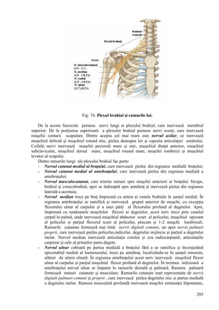 285
Fig. 74. Plexul brahial şi ramurile lui.
De la aceste fascicule pornesc nervi lungi ai plexului brahial, care inervează membrul
superior. De la porţiunea superioară a plexului brahial pornesc nervi scurţi, care inervează
muşchii centurii scapulare. Dintre aceştia cel mai mare este nervul axilar, ce inervează
mușchiul deltoid şi muşchiul rotund mic, pielea deasupra lor şi capsula articulaţiei umărului.
Ceilalţi nervi inervează muşchii pectorali mare şi mic, mușchiul dinţat anterior, muşchiul
subclavicular, muşchiul dorsal mare, muşchiul rotund mare, muşchii romboizi şi muşchiul
levator al scapulei.
Dintre ramurile lungi ale plexului brahial fac parte:
- Nervul cutanat medial al braţului, care inervează pielea din regiunea medială braţului;
- Nervul cutanat medial al antebraţului, care inervează pielea din regiunea medială a
antebraţului;
- Nervul musculocutanat, care trimite ramuri spre muşchii anteriori ai braţului: biceps,
brahial şi coracobrahial, apoi se îndreaptă spre antebraţ şi inervează pielea din regiunea
laterală a acestuia;
- Nervul median trece pe braţ împreună cu artera şi venele brahiale în şanţul medial. În
regiunea antebraţului se ramifică şi inervează grupul anterior de muşchi, cu excepţia
flexorului ulnar al carpului şi a unei părţi al flexorului profund al degetelor. Apoi,
împreună cu tendoanele muşchilor flexori ai degetelor, acest nerv trece prin canalul
carpal în palmă, unde inervează muşchiul abductor scurt al policelui, muşchiul opozant
al policelui şi parţial flexorul scurt al policelui, precum şi 1-2 muşchi lumbricali.
Ramurile cutanate formează mai întâi nervii digitali comuni, iar apoi nervii palmari
proprii, care inervează pielea policelui,indicelui, degetului mijlociu şi parţial a degetului
inelar. Nervul median inervează articulaţia cotului şi cea radiocarpiană; articulaţiile
carpiene şi cele al primelor patru degete.
- Nervul ulnar coboară pe partea medială a braţului fără a se ramifica şi înconjurând
epicondilul medial al humerusului, trece pe antebraţ, localizându-se în şanţul omonim,
alături de artera ulnară. În regiunea antebraţului acest nerv inervează muşchiul flexor
ulnar al carpului şi parţial muşchiul flexor profund al degetelor. În treimea inferioară a
antebraţului nervul ulnar se împarte în ramurile dorsală şi palmară. Ramura palmară
formează ramuri cutanate şi musculare. Ramurile cutanate sunt reprezentate de nervii
digitali palmari comuni şi proprii , care inervează pielea degetului mic şi partea medială
a degetului inelar. Ramura musculară profundă inervează muşchii eminenţei hipotenare,
 