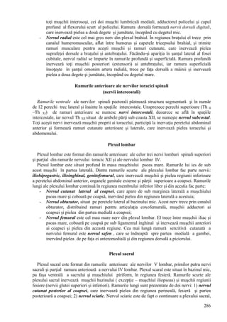 286
toţi muşchii interosoşi, cei doi muşchi lumbricali mediali, adductorul policelui şi capul
profund al flexorului scurt al policelui. Ramura dorsală formează nervii dorsali digitali,
care inervează pielea a două degete şi jumătate, începând cu degetul mic.
- Nervul radial este cel mai gros nerv din plexul brahial. În regiunea braţului el trece prin
canalul humeromuscular, aflat între humerus şi capetele tricepsului brahial, şi trimite
ramuri musculare pentru aceşti muşchi şi ramuri cutanate, care inervează pielea
suprafeţei dorsale a braţului şi antebraţului. Făcându-şi apariţia în şanţul lateral al fosei
cubitale, nervul radial se împarte în ramurile profundă şi superficială. Ramura profundă
inervează toţi muşchii posteriori (extensori) ai antebraţului, iar ramura superficială
însoţeşte în şanţul omonim artera radială, trece pe faţa dorsală a mâinii şi inervează
pielea a doua degete şi jumătate, începând cu degetul mare.
Ramurile anterioare ale nervilor toracici spinali
(nervii intercostali)
Ramurile ventrale ale nervilor spinali pectorali păstrează structura segmentară şi în număr
de 12 perechi trec lateral şi înainte în spaţiile intercostale. Unsprezece perechi superioare (Th II
–Th XI) de ramuri anterioare se numesc nervi intercostali, deoarece se află în spaţiile
intercostale, iar nervul Th XII situat de ambele părţi sub coasta XII, se numeşte nervul subcostal.
Toţi aceşti nervi inervează muşchii proprii ai toracelui, participă la inervaţia peretelui abdominal
anterior şi formează ramuri cutanate anterioare şi laterale, care inervează pielea toracelui şi
abdomenului.
Plexul lombar
Plexul lombar este format din ramurile anterioare ale celor trei nervi lombari spinali superiori
şi parţial din ramurile nervului toracic XII şi ale nervului lombar IV.
Plexul lombar este situat profund în masa muşchiului psoas mare. Ramurile lui ies de sub
acest muşchi în partea laterală. Dintre ramurile scurte ale plexului lombar fac parte nervii:
iliohipogastric, ilioinghinal, genitofemural, care inervează muşchii şi pielea regiunii inferioare
a peretelui abdominal anterior, organele genitale externe şi părţii superioare a coapsei. Ramurile
lungi ale plexului lombar continuă în regiunea membrului inferior liber şi din aceştia fac parte:
- Nervul cutanat lateral al coapsei, care apare de sub marginea laterală a muşchiului
psoas mare şi coboară pe coapsă, inervând pielea din regiunea laterală a acestuia;
- Nervul obturator, situat pe peretele lateral al bazinului mic. Acest nerv trece prin canalul
obturator, distribuind ramuri pentru articulaţia coxofemurală, muşchii adductori ai
coapsei şi pielea din partea medială a coapsei;
- Nervul femural este cel mau mare nerv din plexul lombar. El trece între muşchii iliac şi
psoas mare, coboară pe coapsă pe sub ligamentul inghinal şi inervează muşchii anteriori
ai coapsei şi pielea din această regiune. Cea mai lungă ramură senzitivă cutanată a
nervului femural este nervul safen , care se îndreaptă spre partea medială a gambei,
inervând pielea de pe faţa ei anteromedială şi din regiunea dorsală a piciorului.
Plexul sacral
Plexul sacral este format din ramurile anterioare ale nervilor V lombar, primilor patru nervi
sacrali şi parţial ramura anterioară a nervului IV lombar. Plexul scaral este situat în bazinul mic,
pa faşa ventrală a sacrului şi muşchiului piriform, în regiunea fesieră. Ramurile scurte ale
plexului sacral inervează muşchii bazinului ( excepţie – muşchiul iliopsoas) şi muşchii regiunii
fesiere (nervii glutei superiori şi inferiori). Ramurile lungi sunt prezentate de doi nervi: 1) nervul
cutanat posterior al coapsei, care inervează pielea din regiunea perineală, fesieră şi partea
posterioară a coapsei; 2) nervul sciatic. Nervul sciatic este de fapt o continuare a plexului sacral,
 