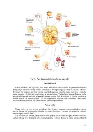 288
Fig.75. Nervii cranieni şi zonele lor de inervaţie.
Nervii olfactivi
Nervii olfactivi – nn. olfactorii, sunt prima pereche de nervi cranieni. Ei prezintă numeroase
fibre subţiri (fibre olfactive), care nu sunt altceva decât prelungirile celulelor nervoase olfactive
localizate în mucoasa cavităţii nazale, ocupând regiunea meatului nazal superior, cornetului
nazal superior şi părţii corespunzătoare a septului nazal. Trecând prin lama criboasă a osului
etmoid din peretele superior al cavităţii nazale, aceste fibre se termină la nivelul celui de-al
doilea neuron, în bulbul olfactiv. De aici impulsurile nervoase sunt transmise prin tractul
olfactiv şi alte formaţiuni ale rinencefalului spre scoarţa cerebrală.
Nervul optic
Nervul optic – n. opticus, este perechea a II- a de nervi cranieni, care reprezintă un trunchi
nervos format din prelungirile celulelor nervoase ale retinei. Pătrunde din orbită în cavitatea
craniului prin canalul optic.
Aici înaintea şeii turceşti, el se încrucişează parţial cu celălalt nerv optic, formând chiasma
optică şi trece apoi în tractul optic. Tractul optic îşi continuă drumul la corpul geniculat lateral,
 