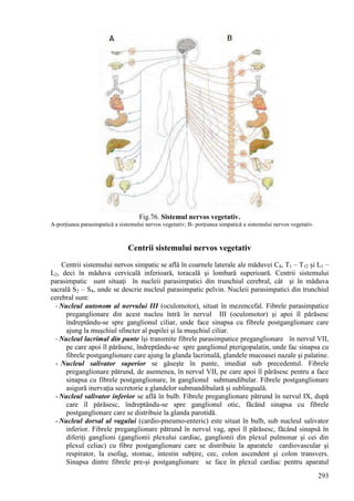 293
Fig.76. Sistemul nervos vegetativ.
A-porţiunea parasimpatică a sistemului nervos vegetativ; B- porţiunea simpatică a sistemului nervos vegetativ.
Centrii sistemului nervos vegetativ
Centrii sistemului nervos simpatic se află în coarnele laterale ale măduvei C8, T1 – T12 şi L1 –
L2, deci în măduva cervicală inferioară, toracală şi lombară superioară. Centrii sistemului
parasimpatic sunt situaţi în nucleii parasimpatici din trunchiul cerebral, cât şi în măduva
sacrală S2 – S4, unde se descrie nucleul parasimpatic pelvin. Nucleii parasimpatici din trunchiul
cerebral sunt:
- Nucleul autonom al nervului III (oculomotor), situat în mezencefal. Fibrele parasimpatice
preganglionare din acest nucleu întră în nervul III (oculomotor) şi apoi îl părăsesc
îndreptându-se spre ganglionul ciliar, unde face sinapsa cu fibrele postganglionare care
ajung la muşchiul sfincter al pupilei şi la muşchiul ciliar.
- Nucleul lacrimal din punte îşi transmite fibrele parasimpatice preganglionare în nervul VII,
pe care apoi îl părăsesc, îndreptându-se spre ganglionul pterigopalatin, unde fac sinapsa cu
fibrele postganglionare care ajung la glanda lacrimală, glandele mucoasei nazale şi palatine.
- Nucleul salivator superior se găseşte în punte, imediat sub precedentul. Fibrele
preganglionare pătrund, de asemenea, în nervul VII, pe care apoi îl părăsesc pentru a face
sinapsa cu fibrele postganglionare, în ganglionul submandibular. Fibrele postganglionare
asigură inervaţia secretorie a glandelor submandibulară şi sublinguală.
- Nucleul salivator inferior se află în bulb. Fibrele preganglionare pătrund în nervul IX, după
care îl părăsesc, îndreptându-se spre ganglionul otic, făcând sinapsa cu fibrele
postganglionare care se distribuie la glanda parotidă.
- Nucleul dorsal al vagului (cardio-pneumo-enteric) este situat în bulb, sub nucleul salivator
inferior. Fibrele preganglionare pătrund în nervul vag, apoi îl părăsesc, făcând sinapsă în
diferiţi ganglioni (ganglionii plexului cardiac, ganglionii din plexul pulmonar şi cei din
plexul celiac) cu fibre postganglionare care se distribuie la aparatele cardiovascular şi
respirator, la esofag, stomac, intestin subţire, cec, colon ascendent şi colon transvers.
Sinapsa dintre fibrele pre-şi postganglionare se face în plexul cardiac pentru aparatul
 