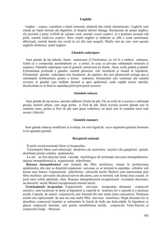 302
Unghiile
Unghia – unguis, constituie o lamă cornoasă, alcătuită din celule cheratinizate. Unghiile sunt
situate pe feţele dorsale ale degetelor, în dreptul ultimei falange. Înconjurate de şanţul unghiei,
ele prezintă o parte vizibilă de culoare roză, numită corpul unghiei, şi o porţiune ascunsă sub
piele, numită rădăcina unghiei. Între corpul unghiei şi rădăcină se află o zonă semilunară,
albicioasă, numită lunula (nu există la cei din rasa neagră). Părţile moi pe care sunt aşezate
unghiile alcătuiesc patul unghiei.
Glandele sudoripare
Sunt glande de tip tubular, foarte numeroase (2-3milioane), cu rol în a elabora sudoarea,
lichid cu o compoziţie asemănătoare cu a urinei, în ceea ce priveşte substanţele minerale şi
organice. Glandele sudoripare sunt în general, numeroase pe frunte , buze, axilă, palmă şi plantă.
Extremitatea profundă a glandei, numită glomerul, este încolăcită şi situată în hipoderm.
Glomerulul glandei sudoripare este înconjurat de capilare, din care glomerulul extrage apa şi
substanţele nefolositoare pentru a forma sudoarea. Glomerulul este continuat din canalul
excretor al glandei care străbate dermul şi apoi epidermul, unde capătă traiect spiralat,
deschizându-se în final la suprafaţa pielii prin porul excretor.
Glandele sebacee
Sunt glande de tip acinos, anexate rădăcinii firului de păr. Ele au rolul de a secreta o substanţă
groasă, numită sebum, care unge pielea şi firul de păr. Dacă secreţia acestor glande este în
cantitate mare, pielea şi firul de păr sunt grase (seboree), iar dacă este în cantitate mică sunt
uscate ( ihtioză).
Glandele mamare
Sunt glande sebacee modificate şi evoluţia lor este legată de cea a organelor genitale feminine
(vezi aparatul genital).
Receptorii cutanaţi
În piele există terminaţii libere şi încapsulate.
Terminaţiile libere sunt arborizaţii dendritice ale neuronilor senzitivi din ganglionii spinali,
distribuite printre celulele epidermului.
La om au fost descrise două varietăţi morfologice de terminaţii nervoase intraepidermice:
reţeaua intraepidermică şi expansiunile iederiforme.
Reţeaua intraepidermică este formată din fibre amielinice, situate în profunzimea
epidermului, din care se desprind expansiuni nervoase ce se termină la suprafaţa celulelor sub
forma unor butoni. Expansiunile iederiforme (discurile tactile Merkel) sunt reprezentate prin
fibre mielinice provenite din plexul nervos din derm, care se termină sub forma unui coşuleţ în
jurul unor celule epiteliale, clare. Reţeaua intraepidermică recepţionează excitaţiile dureroase,
iar discurile tactile Merkel recepţionează stimulii tactili.
Terminaţiunile încapsulate. Expansiunile nervoase încapsulate, denumite corpusculi
senzitivi, sunt localizate în derm şi hipoderm şi cuprind în structura lor o capsulă şi o porţiune
axială. Capsula, de natură conjunctivă, este formată din mai multe lame concentrice. Porţiunea
axială este reprezentată de una sau mai multe fibre nervoase amielinice. După structura lor se
deosebesc corpusculi lamelari şi nelamelari în formă de bulb sau helicoidală. În hipoderm se
găsesc corpusculi lamelari, unii pentru sensibilitatea tactilă, corpusculii Vater-Paccini şi
corpusculii Golgi – Mazzoni.
 