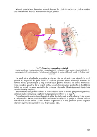 305
Mugurii gustativi sunt formaţiuni ovoidale formate din celule de susţinere şi celule senzoriale
care sunt în număr de 5-20 pentru fiecare mugur gustativ.
Fig. 77. Structura mugurilor gustativi.
1-papile fungiforme; 2-papile circumvalate; 3-muguri gustativi; 4-cil gustativ; 5-por gustativ; 6-epiteliul limbii; 7-
mugure gustativ; 8-ţesut conjunctiv; 9-celulă gustativă; 10-celulă de susţinere; 11-celulă bazală; 12-fibră nervoasă
senzorială.
La polul apical al celulelor senzoriale se găseşte câte un microvil, care pătrunde în porul
gustativ al mugurelui. La polul bazal al celulelor gustative sosesc terminaţii nervoase ale
nervului facial, glosofaringian şi vag. Nervul facial, printr-o ramură a sa, coarda timpanului,
preia excitaţiile gustative de la corpul limbii, nervul glosofaringian, excitaţiile de la rădăcina
limbii, iar nervul vag preia excitaţiile din regiunea valeculelor (două depresiuni situate între
rădăcina limbii şi epiglotă).
Protoneuronul căii gustative se află în cazul nervului facial, la nivelul ganglionului geniculat,
iar la nervii glosofaringian şi vag la nivelul ganglionului inferior al n. IX şi X.
Axonul primului neuron ajunge la nucleul solitar din bulb, unde se află cel de-al II-lea neuron
al căii gustative. Axonul celui de-al II-lea neuron se încrucişează şi ajunge la talamus, unde se
află cel de-al III-lea neuron. Axonul acestuia se proiectează în aria gustativă, plasată în partea
inferioară a girului postcentral, în zona de proiecţie a feţei.
 