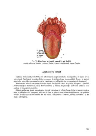 306
Fig. 78. Zonele de percepţie gustativă ale limbii.
1-tonsile palatine şi linguale; 2-epiglota; 3-amar; 4-acru; 5-papilă valată; 6-sărat; 7-dulce.
Analizatorul vizual
Vederea furnizează peste 90% din informaţiile asupra mediului înconjurător, de aceea are o
importanţă fiziologică considerabilă, nu numai în diferenţierea luminozităţii, formei şi culorii
obiectelor, dar şi în orientarea în spaţiu, menţinerea echilibrului şi a tonusului cortical (atenţia).
Analizatorul vizual este constituit din retină, la nivelul căreia se găsesc receptori sensibili
pentru radiaţiile luminoase, căile de transmitere şi zonele de proiecţie corticală, unde se face
analiza şi sinteza informaţiilor.
Globul ocular, de formă aproximativ sferică, este situat în orbită. Între globul ocular şi peretele
osos al orbitei se află o capsula adipoasă în care se găsesc muşchii extrinseci (striaţi ) ai globilor
oculari. Globul ocular este format din trei tunici concentrice – externă, medie şi internă – şi din
medii refringente.
 