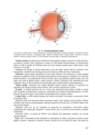307
Fig. 79. Tunicile globului ocular.
1-ora serata; 2-corpul ciliar, 3-camera posterioară; 4-camera anterioară; 5-corneea; 6-pupila; 7-cristalinul; 8-irisul;
9-zonula lui Zinn; 10-sclera; 11-muşchiul drept inferior; 12-corpul vitros; 13-discul optic; 14-retina; 15-foveea
centrală; 16-artera centrală a retinei; 17-vena retiniană; 18-nervul optic; 19-muşchiul drept superior.
Tunica externă este fibroasă şi formată din două porţiuni inegale: posterior se află sclerotica,
iar anterior corneea. Între sclerotică şi cornee se află şanţul sclerocorneean, în profunzimea
căruia se află şi canalul lui Schlemm prin care trece umoarea apoasă spre venele sclerei, unde
excesul se va resorbi.
Corneea este plasată în partea anterioară şi este mai puţin întinsă faţă de sclerotică. Este
transparentă, neavând vase de sânge, dar are în structura sa fibre nervoase numeroase.
Sclerotica, tunica opacă, reprezintă 5/6 din tunica fibroasă. Pe sclerotică se inseră muşchii
extrinseci ai globului ocular. Ea prezintă orificii pentru vasele sangvine şi limfatice, iar la nivelul
polului posterior este perforată de fibrele nervului optic, care părăseşte globul ocular, cât şi de
artera care intră în globul ocular ( lama ciuruită a sclerei). Sclerotica este constituită din ţesut
conjunctiv dens. În faţa ei internă zona de tranziţie spre coroidă conţine celule pigmentare.
Tunica medie, vasculară, este situată înăuntrul tunicii externe, fibroase, şi prezintă trei
segmente care dinspre posterior spre anterior, sunt: coroida, corpul ciliar şi irisul.
Coroida se întinde posterior de ora seratta care reprezintă limita dintre coroidă şi corpul
ciliar. În partea sa posterioară, coroida este prevăzută cu un orificiu având diametrul de 1.5 mm,
prin care iese nervul optic. Acest orificiu corespunde lamei ciuruite a sclerei.
Corpul ciliar se află imediat înaintea orei seratta şi prezintă, în structura sa, procesele ciliare
şi muşchiul ciliar.
Muşchiul ciliar este format din fibre musculare netede, unele radiare, altele circulare. Fibrele
circulare sunt inervate de parasimpatic (nucleul autonom al nervului III ), iar fibrele radiare sunt
inervate de simpatic.
Muşchiul ciliar are un rol important în procesele de acomodare, intervenind asupra
cristalinului prin ligamentul suspensor ( zonula Zinn), care se inseră pe faţa externă a capsulei
cristalinului.
Procesele ciliare, în număr de 60-80, sunt alcătuite din aglomerări capilare; ele secretă
umoarea apoasă.
Irisul este o diafragmă în faţa anterioară a cristalinului; în mijloc, prezintă un orificiu numit
pupilă. Culoarea, aspectul şi structura irisului variază de la un individ la altul. Din punct de
 