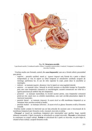 311
Fig. 80. Structura urechii.
1-pavilionul urechii; 2-conductul auditiv extern; 3-canalele semicirculare; 4-melcul; 5-timpanul; 6-ciocănaşul; 7-
nicovala; 8-scăriţa.
Urechea medie este formată, central, din casa timpanului, care are o formă cubică, prezentând
şase pereţi:
- superior – peretele cerebral, numit şi tegmen timpani este format de o parte a stâncii
temporalului şi vine în raport cu lobul temporal al emisferelor cerebrale acoperit de
meninge; perforarea lui, în caz de otite supurate la copii, poate duce la encefalite şi
meningite;
- inferior – se numeşte jugular, deoarece vine în raport cu vena jugulară internă;
- anterior – se numeşte tubar, întrucât la nivelul acestuia se deschide trompa lui Eustachio
prin care casa timpanului comunică cu nazofaringele; această comunicare are rolul de a
egaliza presiunea pe ambele feţe ale timpanului;
- posterior – se numeşte mastoidian; la nivelul acestui perete, casa timpanului comunică
printr-un mic canal osos cu celulele mastoidiene, care sunt cavităţi pneumatice săpate în
interiorul mastoidei;
- peretele lateral – se numeşte timpanic; la acest nivel se află membrana timpanică ce se
interpune între urechea externă şi medie;
- peretele medial – se numeşte labirintic ; la acest nivel se găsesc fereastra ovală şi fereastra
rotundă.
Urechea medie conţine în interiorul sau un lanţ articulat de oscioare care o traversează de la
membrana timpanică spre fereastra ovala: ciocanul, nicovala şi scăriţa.
Ciocanul se inseră pe membrana timpanică prin intermediul unei apofize lungi, numită
mânerul ciocanului. Capul ciocanului se articulează cu corpul nicovalei. Nicovala se articulează
in continuare cu corpul scăriţei. Scăriţa se articulează de o parte cu nicovala, iar prin talpa ei,
situată la baza scăriţei, acoperă fereastra ovală.
 