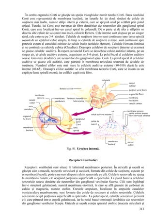 313
În centru organului Corti se găseşte un spaţiu triunghiular numit tunelul Corti. Baza tunelului
Corti este reprezentată de membrana bazilară, iar laturile lui de două rânduri de celule de
susţinere mai înalte, numite stâlpi interni şi externi, care se sprijină unul pe celălalt prin polul
apical. Tunelul lui Corti este traversat de fibre dendritice ale neuronilor din ganglionul spiral
Corti, care este localizat într-un canal spiral în columelă. De o parte şi de alta a stâlpilor se
descriu alte celule de susţinere mai mici, celulele Deiters. Cele interne sunt dispuse pe un singur
rând, cele externe pe 3-4 rânduri. Celulele de susţinere interne sunt continuate spre lama spirală
osoasă de un epiteliul cubic simplu, în timp ce celulele de susţinere externe sunt continuate spre
peretele extern al canalului cohlear de celule înalte (celulele Hensen). Celulele Hensen diminuă
şi se continuă cu celulele cubice (Claudius). Deasupra celulelor de susţinere (interne şi externe)
se găsesc celulele auditive. În raport cu tunelul Corti se deosebesc celule auditive interne, pe un
singur şir, şi celule auditive externe, organizate pe 3-4 şiruri. La polul bazal al celulelor auditive
sosesc terminaţii dendritice ale neuronilor din ganglionul spiral Corti. La polul apical al celulelor
auditive se găsesc cili auditivi, care pătrund în membrana reticulată secretată de celulele de
susţinere. Numărul cililor este mai mare la celulele auditive externe (80-100) decât la cele
interne (40-65). Deasupra cililor auditivi se află membrana tectoria Corti, care se inseră cu un
capăt pe lama spirală osoasă, iar celălalt capăt este liber.
Fig. 81. Urechea internă.
Receptorii vestibulari
Receptorii vestibulari sunt situaţi în labirintul membranos posterior. În utriculă şi saculă se
găseşte câte o maculă, respectiv utriculară şi saculară, formate din celule de susţinere, aşezate pe
o membrană bazală, peste care sunt dispuse celule senzoriale cu cili. Celulele senzoriale nu ajung
la membrana bazală, ele ocupând porţiunea superficială a epiteliului. La polul bazal a celulelor
senzoriale sosesc dendrite ale neuronilor din ganglionul vestibular Scarpa. Cilii sunt înglobaţi
într-o structură gelatinoasă, numită membrana otolitică, în care se află granule de carbonat de
calciu şi magneziu, numite otolite. Crestele ampulare, localizate în ampulele canalelor
semicirculare membranoase, sunt formate din celule de susţinere şi celule senzoriale. Celulele
senzoriale ocupă porţiunea superficială a epiteliului. La polul apical, celulele senzoriale prezintă
cili care pătrund intr-o cupolă gelatinoasă, iar la polul bazal terminaţii dendritice ale neuronilor
din ganglionul vestibular Scarpa. Utricula şi sacula conţin aparatul otolitic (macula utriculară şi
 