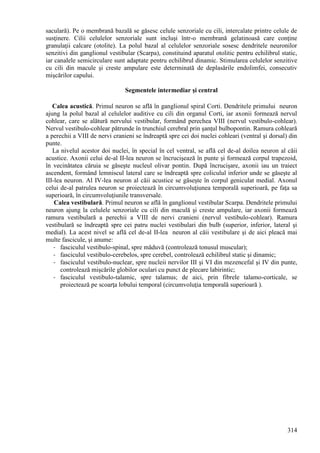 314
saculară). Pe o membrană bazală se găsesc celule senzoriale cu cili, intercalate printre celule de
susţinere. Cilii celulelor senzoriale sunt incluşi într-o membrană gelatinoasă care conţine
granulaţii calcare (otolite). La polul bazal al celulelor senzoriale sosesc dendritele neuronilor
senzitivi din ganglionul vestibular (Scarpa), constituind aparatul otolitic pentru echilibrul static,
iar canalele semicirculare sunt adaptate pentru echilibrul dinamic. Stimularea celulelor senzitive
cu cili din macule şi creste ampulare este determinată de deplasările endolimfei, consecutiv
mişcărilor capului.
Segmentele intermediar şi central
Calea acustică. Primul neuron se află în ganglionul spiral Corti. Dendritele primului neuron
ajung la polul bazal al celulelor auditive cu cili din organul Corti, iar axonii formează nervul
cohlear, care se alătură nervului vestibular, formând perechea VIII (nervul vestibulo-cohlear).
Nervul vestibulo-cohlear pătrunde în trunchiul cerebral prin şanţul bulbopontin. Ramura cohleară
a perechii a VIII de nervi cranieni se îndreaptă spre cei doi nuclei cohleari (ventral şi dorsal) din
punte.
La nivelul acestor doi nuclei, în special în cel ventral, se află cel de-al doilea neuron al căii
acustice. Axonii celui de-al II-lea neuron se încrucişează în punte şi formează corpul trapezoid,
în vecinătatea căruia se găseşte nucleul olivar pontin. După încrucişare, axonii iau un traiect
ascendent, formând lemniscul lateral care se îndreaptă spre coliculul inferior unde se găseşte al
III-lea neuron. Al IV-lea neuron al căii acustice se găseşte în corpul geniculat medial. Axonul
celui de-al patrulea neuron se proiectează în circumvoluţiunea temporală superioară, pe faţa sa
superioară, în circumvoluţiunile transversale.
Calea vestibulară. Primul neuron se află în ganglionul vestibular Scarpa. Dendritele primului
neuron ajung la celulele senzoriale cu cili din maculă şi creste ampulare, iar axonii formează
ramura vestibulară a perechii a VIII de nervi cranieni (nervul vestibulo-cohlear). Ramura
vestibulară se îndreaptă spre cei patru nuclei vestibulari din bulb (superior, inferior, lateral şi
medial). La acest nivel se află cel de-al II-lea neuron al căii vestibulare şi de aici pleacă mai
multe fascicule, şi anume:
- fasciculul vestibulo-spinal, spre măduvă (controlează tonusul muscular);
- fasciculul vestibulo-cerebelos, spre cerebel, controlează echilibrul static şi dinamic;
- fasciculul vestibulo-nuclear, spre nucleii nervilor III şi VI din mezencefal şi IV din punte,
controlează mişcările globilor oculari cu punct de plecare labirintic;
- fasciculul vestibulo-talamic, spre talamus; de aici, prin fibrele talamo-corticale, se
proiectează pe scoarţa lobului temporal (circumvoluţia temporală superioară ).
 
