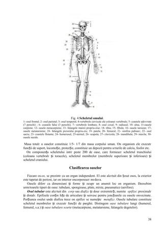 38
Fig. 4.Scheletul omului.
1- osul frontal; 2- osul parietal; 3- osul temporal; 4-vertebrele cervicale ale coloanei vertebrale; 5- coastele adevгrate
(7 perechi) ; 6- coastele false (3 perechi); 7- vertebrele lombare; 8- osul coxal; 9- radiusul; 10- ulna; 11-oasele
carpiene; 12- oasele metacarpiene; 13- falangele mвinii propriu-zise; 14- tibia; 15- fibula; 16- oasele tarsiene; 17-
oasele metatarsiene; 18- falangele piciorului propriu-zis; 19- patela; 20- femurul; 21- simfiza pubianг; 22- osul
sacru; 23- coastele flotante; 24- humerusul; 25-sternul; 26- scapula; 27- clavicula; 28- mandibula; 29- maxila; 30-
oasele nazale.
Masa totalг a oaselor constituie 1/5- 1/7 din masa corpului uman. Оn organism ele executг
funcții de suport, locomoție, protecție, constituie un depozit pentru sгrurile de calciu, fosfor etc.
Оn componența scheletului intrг peste 200 de oase, care formeazг scheletul trunchiului
(coloana vertebralг și toracele), scheletul membrelor (membrele superioare și inferioare) și
scheletul craniului.
Clasificarea oaselor
Fiecare os-os, se prezintг ca un organ independent. El este alcгtuit din țesut osos, la exterior
este tapetat de periost, iar оn interior оncorporeazг mгduva.
Oasele diferг ca dimensiuni și formг și ocupг un anumit loc оn organism. Deosebim
urmгtoarele tipuri de oase: tubulare, spongioase, plate, mixte, pneumatice (aerifore).
Osul tubular este alcгtuit din corp sau diafizг și douг extremitгți, numite epifize: proximalг
și distalг. Epifizele conțin fețe de articulare și servesc pentru joncțiunile cu oasele оnvecinate.
Porțiunea osului unde diafiza trece оn epifizг se numește metafizг. Oasele tubulare constituie
scheletul membrelor și executг funcții de pвrghii. Distingem oase tubulare lungi (humerul,
femurul, s.a.) și oase tubulare scurte (metacarpiene, metatarsiene, falangele degetelor).
 