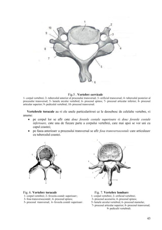43
Fig.5 . Vertebrг cervicalг
1- corpul vertebrei; 2- tuberculul anterior al procesului transversal; 3- orificiul transversal; 4- tuberculul posterior al
procesului transversal; 5- lamele arcului vertebral; 6- procesul spinos; 7- procesul articular inferior; 8- procesul
articular superior; 9- pediculul vertebral; 10- procesul transversal.
Vertebrele toracale au єi ele unele particularitгюi ce le deosebesc de celelalte vertebre, єi
anume:
 pe corpul lor se aflг cвte douг foveole costale superioare єi douг foveole costale
inferioare, cвte una de fiecare parte a corpului vertebrei, care mai apoi se vor uni cu
capul coastei;
 pe faюa anterioarг a procesului transversal se aflг fosa transversocostalг care articuleazг
cu tuberculul coastei.
Fig. 6. Vertebrг toracalг Fig. 7. Vertebrг lombarг
1- corpul vertebrei; 2- foveola costalг superioarг; 1- corpul vertebrei; 2- orificiul vertebrei;
3- fosa transversocostalг; 4- procesul spinos; 3- procesul accesoriu; 4- procesul spinos;
5- procesul transversal; 6- foveola costalг superioarг. 5- lamele arcului vertebral; 6- procesul mamelar;
7- procesul articular superior; 8- procesul transversal;
9- pediculii vertebrali.
 