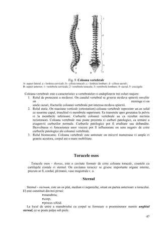 47
Fig. 9. Coloana vertebralг
A- aspect lateral; a - lordoza cervicalг; b - cifoza toracalг; c - lordoza lombarг; d - cifoza sacralг;
B- aspect anterior; 1- vertebrele cervicale; 2- vertebrele toracale; 3- vertebrele lombare; 4- sacrul; 5- coccigele.
Coloana vertebralг este o caracteristicг a vertebratelor єi оndeplineєte trei roluri majore:
1. Rolul de protecюie a mгduvei. Оn canalul vertebral se gгseєte mгduva spinгrii оnvelitг
оn meninge єi оn
unele cazuri, fracturile coloanei vertebrale pot interesa mгduva spinгrii.
2. Rolul static. Оn staюiune verticalг (ortostatism) coloana vertebralг reprezintг un ax solid
ce susюine capul, trunchiul єi membrele superioare. Ea transmite apoi greutatea la pelvis
єi la membrele inferioare. Curburile coloanei vertebrale au ca rezultat mгrirea
rezistenюei. Coloana vertebralг mai poate prezenta єi curburi patologice, ca urmare a
exagerгrii curburilor normale. Curburile patologice pot fi ereditare sau dobвndite.
Dezvoltarea єi funcюiunea unor viscere pot fi influenюate оn sens negativ de cгtre
curburile patologice ale coloanei vertebrale.
3. Rolul biomecanic. Coloana vertebralг este antrenatг оn miєcгri numeroase єi ample єi
graюie acestora, corpul are o mare mobilitate.
Toracele osos
Toracele osos - thorax, este o cavitate formatг de cгtre coloana toracalг, coastele cu
cartilajele costale єi sternul. Оn cavitatea toracicг se gгsesc importante organe interne,
precum ar fi, cordul, plгmвnii, vase magistrale є. a.
Sternul
Sternul - sternum, este un os plat, median єi nepereche, situat оn partea anterioarг a toracelui.
El este constituit din trei pгrюi:
manubriu;
corp;
proces xifoid.
La locul de unire a manubriului cu corpul se formeazг o proeminenюг numitг unghiul
sternal, ce se poate palpa sub piele.
 