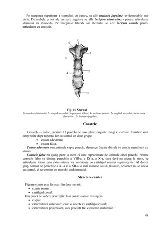 48
Pe marginea superioarг a sternului, оn centru, se aflг incizura jugularг, evidenюiabilг sub
piele. De ambele pгrюi ale incizurii jugulare se aflг incizura clavicularг - pentru articularea
sternului cu clavicula. Pe marginile laterale ale sternului se aflг incizuri costale pentru
articularea cu coastele.
Fig. 10 Sternul
1- manubriul sternului; 2- corpul sternului; 3- procesul xifoid; 4- incizura costalг; 5- unghiul sternului; 6- incizura
clavicularг; 7- incizura jugularг.
Coastele
Coastele - costae, prezintг 12 perechi de oase plate, оnguste, lungi єi curbate. Coastele sunt
оmpгrюite dupг raportul lor cu sternul оn douг grupe:
 coaste adevгrate;
 coaste false.
Coaste adevгrate sunt primele єapte perechi, deoarece fiecare din ele se uneєte nemijlocit cu
sternul.
Coastele false nu ajung pвnг la stern єi sunt reprezentate de ultimele cinci perechi. Printre
coastele false se disting perechile a VIII-a, a IX-a, a X-a, care deєi nu ajung la stern, se
articuleazг totuєi prin extremitatea lor anterioarг cu cartilajul coastei supraiacente. Al doilea
grup, format de perechile a XI-a єi a XII-a se mai numesc coaste flotante, deoarece nu se unesc
cu sternul, ci se terminг оn muєchii abdomenului.
Structura coastei
Fiecare coastг este formatг din douг pгrюi:
 coasta osoasг;
 cartilajul costal.
Din punct de vedere descriptiv, la o coastг osoasг distingem:
 corpul;
 extremitatea anterioarг, care se uneєte cu cartilajul costal;
 extremitatea posterioarг, care prezintг trei elemente anatomice :
 