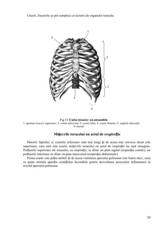 50
Uneori, fracturile se pot complica cu leziuni ale organelor toracale.
Fig.11 Cutia toracicг оn ansamblu
1- apertura toracicг superioarг; 2- coaste adevгrate; 3- coaste false; 4- coaste flotante; 5- unghiul subcostal;
6- sternul.
Mișcгrile toracelui оn actul de respirație
Datoritг faptului, cг coastele inferioare sunt mai lungi și de aceea mai convexe decвt cele
superioare, care sunt mai scurte, mișcгrile toracelui оn actul de respirație nu sunt omogene.
Porțiunile superioare ale toracelui, оn inspirație, se dilatг оn plan sagital (respirația costalг), iar
porțiunile inferioare se dilatг оn plan transversal (respirația abdominalг).
Prima coastг este puțin mobilг și de aceea ventilarea apexului pulmonar este foarte micг, ceea
ce poate stimula apariția condițiilor favorabile pentru dezvoltarea proceselor inflamatorii la
nivelul apexului pulmonar.
 