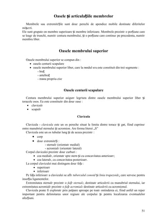 51
Oasele și articulațiile membrelor
Membrele sau extremitгțile sunt douг perechi de apendice mobile destinate diferitelor
mișcгri.
Ele sunt grupate оn membre superioare și membre inferioare. Membrele prezintг o porțiune care
se leagг de trunchi, numitг centura membrului, și o porțiune care continuг pe precedenta, numitг
membru liber.
Oasele membrului superior
Oasele membrului superior se compun din :
 oasele centurii scapulare
 oasele membrului superior liber, care la rвndul sгu este constituit din trei segmente :
- braț
- antebraț
- mвna propriu-zisг
Oasele centurii scapulare
Centura membrului superior asigurг legгtura dintre oasele membrului superior liber și
toracele osos. Ea este constituitг din douг oase :
 claviculг
 scapulг
Clavicula
Clavicula - clavicula este un os pereche situat la limita dintre torace și gвt, fiind cuprinsг
оntre manubriul sternului și acromion. Are forma literei „S”
Clavicula este un os tubular lung și de aceea prezintг :
 corp
 douг extremitгți :
- sternalг (orientatг medial)
- acromialг (orientatг lateral)
Corpul claviculei prezintг douг curburi :
 cea medialг, orientatг spre stern și cu concavitatea anterioarг;
 cea lateralг, cu concavitatea posterioarг.
La corpul claviculei mai distingem douг fețe :
 superioarг
 inferioarг
Pe fața inferioarг a claviculei se aflг tuberculul conoid și linia trapezoidг, care servesc pentru
inserția ligamentelor.
Extremitatea sternalг prezintг o fațг sternalг, destinatг articulгrii cu manubriul sternului, iar
extremitatea acromialг prezintг o fațг acromialг destinatг articulгrii cu acromionul.
Clavicula poate fi exploratг prin palpare aproape pe toatг оntinderea ei, fiind astfel un reper
important pentru delimitarea unor regiuni ale corpului și pentru localizarea eventualelor
afecțiuni.
 