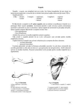 52
Scapula
Scapula – scapula, sau omoplatul este un os plat. Are forma triunghiularг și este situatг оn
partea posterosuperioarг a toracelui și se оntinde оntre primul spațiu intercostal și coasta VIII-a.
Scapula prezintг :
2 fețe : - dorsalг; 3 margini : - superioarг; 3 unghiuri : - superior
- costalг - medialг - inferior
- lateralг - lateral
Pe fața dorsalг a scapulei se aflг spina scapulei, care se continuг оn porțiunea ei lateralг cu o
prelungire liberг numitг acromion. Acromionul prezintг o fațг articularг pentru extremitatea
acromialг a claviculei cu care se articuleazг. Spina scapulei și acromionul se pot palpa sub piele.
Spina scapulei оmparte fața dorsalг a scapulei оn douг fose :
- fosa supraspinoasг
- fosa infraspinoasг
Ambele fose servesc la inserția mușchilor centurii scapulare.
Fața costalг a scapulei prezintг și ea o fosг subscapulг, care servește pentru inserția
mușchiului omonim.
Unghiul lateral al scapulei este cel mai voluminos și se compune din douг elemente:
- cavitatea glenoidalг
- procesul coracoidian
Cavitatea glenoidalг servește la formarea articulației umгrului. La cele douг extremitгți ale
cavitгții glenoidale se afla cвte un tubercul, supraglenoidian și infraglenoidian. Ambii tuberculi
servesc la inserția muchilor. Procesul coracoidian la fel servește pentru inserția mușchilor și a
ligamentelor.
Fig.12 Clavicula Fig.12 Scapula
A-faюa superioarг a claviculei; 1- faюa dorsalг a scapulei; 2- unghiul
inferior;
B- faюa inferioarг a claviculei; 3- marginea medialг; 4- spina scapulei;
1- corpul claviculei; 2- extremitatea 5- unghiul superior; 6- incizura scapulei;
sternalг; 3- extremitatea acromialг; 7- procesul coracoid; 8- acromionul.
4- tuberculul conoid; 5- linia trapezoidг.
 